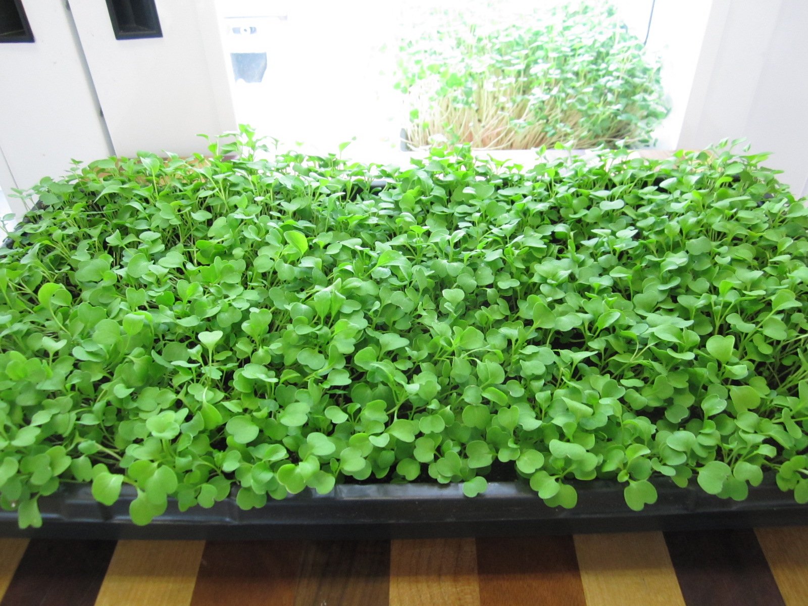 Insalata Di Rucola E Avocado Con Feta E Frutti Di Bosco | Bassa