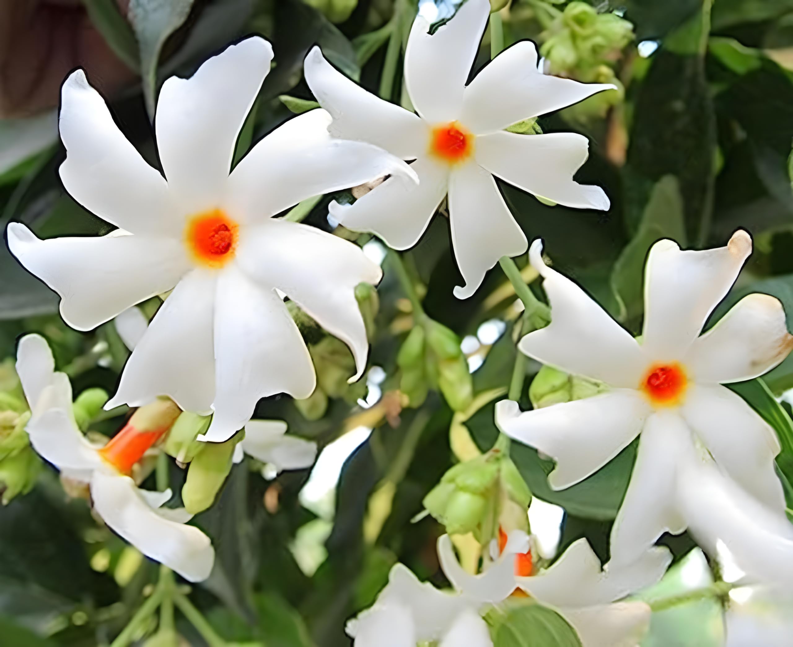 Green view Parijat Flower-Night Flowering Jasmine Plant/Sweet fragrance/Pack of 1 in Grow Bag (B09HRQ22M9) Amazon Price History, Amazon Price Tracker