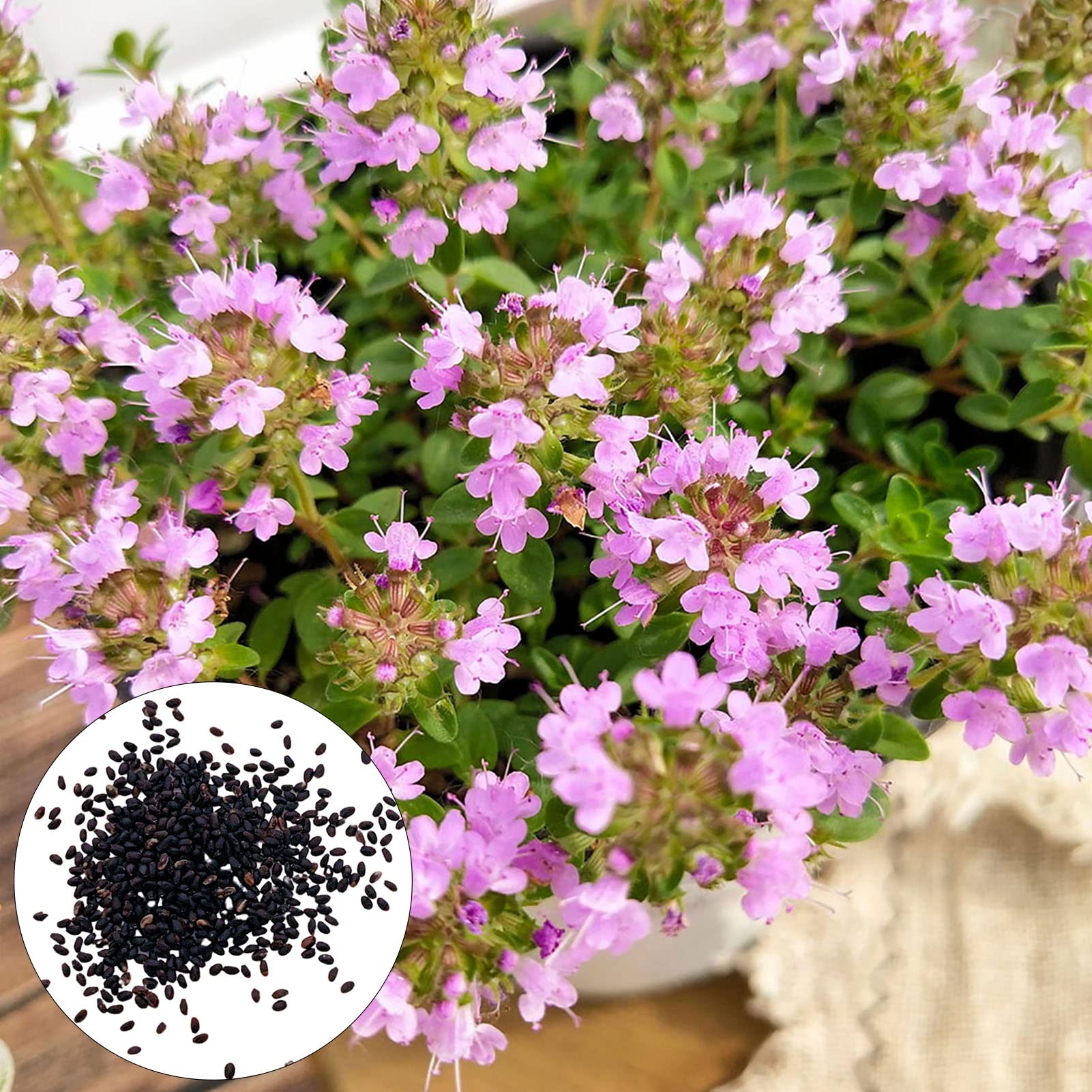 50Pcs/Set Thyme seeds Clumping Medium Watering Hardy Blossom seeds Yard Pink Purple