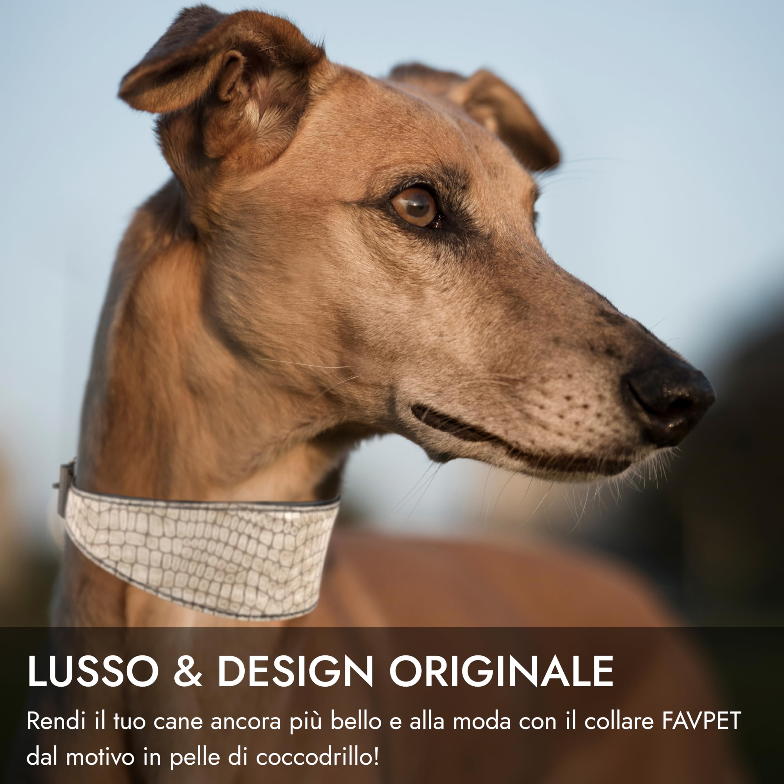 COLLARE PELLE SOFT BIANCO PER LEVRIERO, WHIPPET, PLI | Code Vanitose - Foto 12