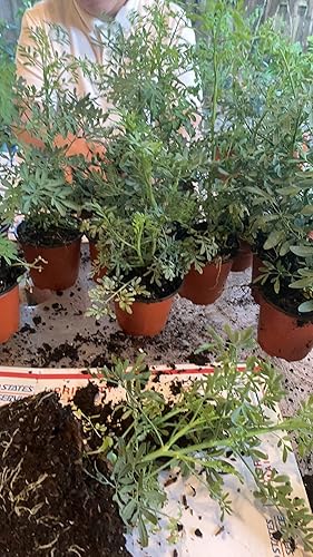 Planta completa RudaRue con raíz