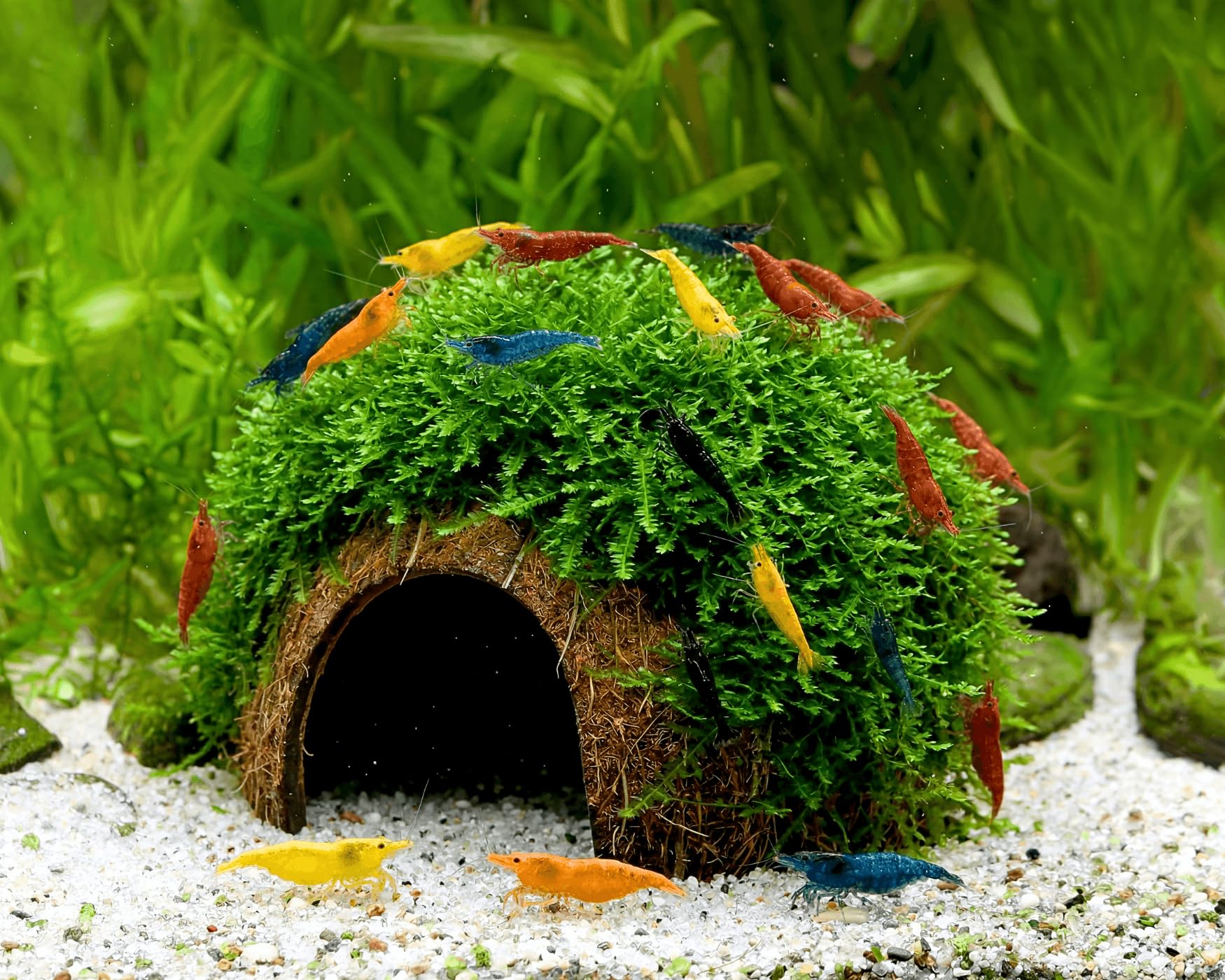NatureHolic Rainbow Mix Garnelen Set - 10x Neocaridina davidi mit Kokosnuss-Höhle Deko & Christmas Moos - Bunte Zwerggarnelen für Nano Aquarium - pflegeleicht & einsteigerfreundlich