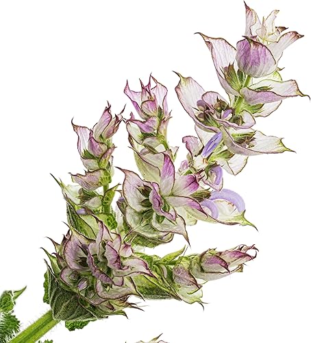KVITER 100 semillas de salvia clara, salvia blanca azulada, sombra medicinal perenne, semillas de plantas orgánicas para plantar, semillas de flores