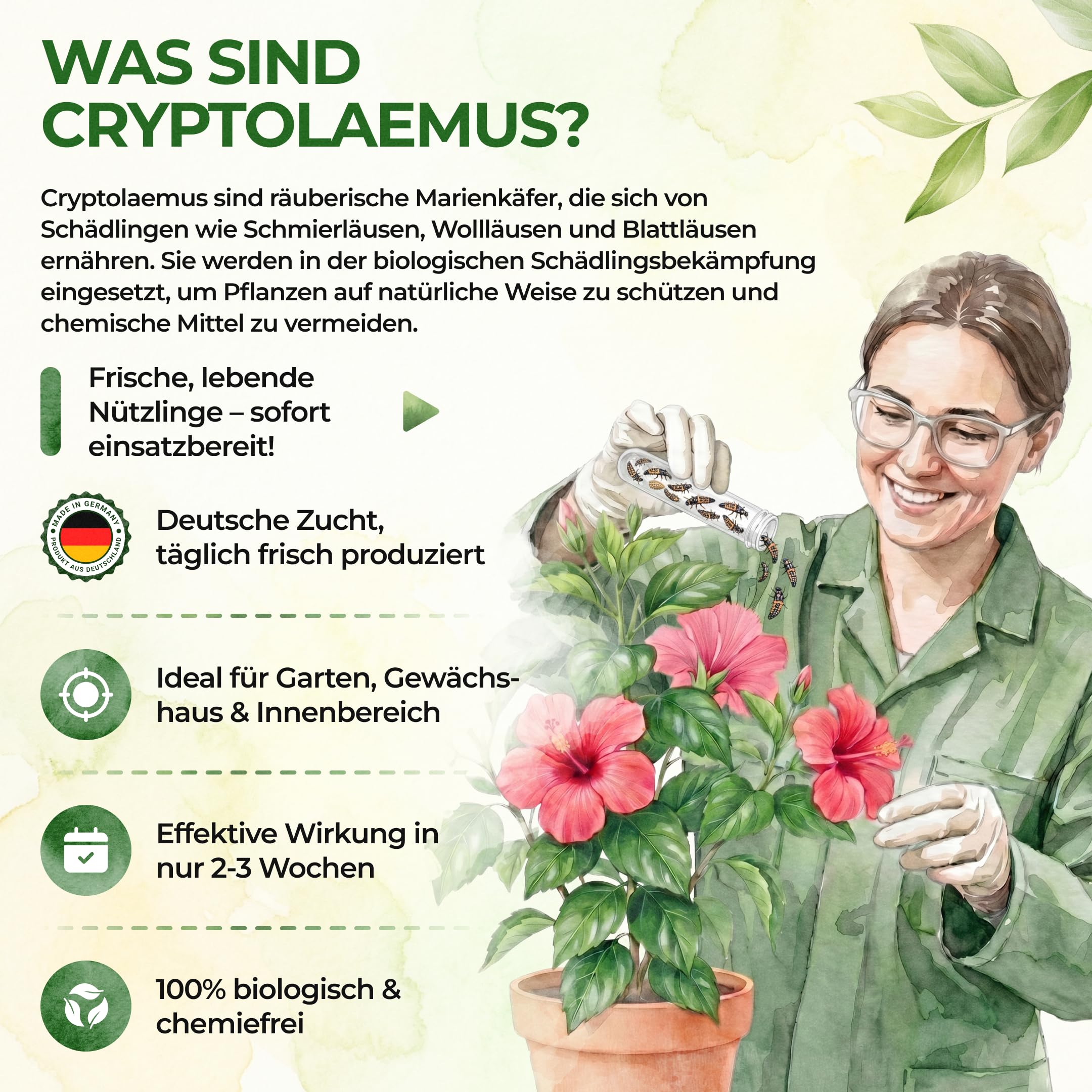GREEN GUARDIA Australische Marienkäfer Larven gegen Wollläuse, Schmierläuse & Blattläuse – 3X Röhrchen für 30 m² – Natürliche Schädlingsbekämpfung ohne Chemie