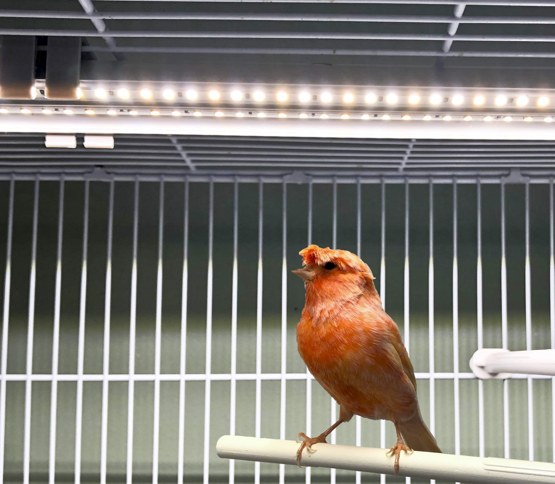 20,3 cm M&M Käfig-Lichtleiste ohne Netzteil für mehrere Vogelkäfige, Vollspektrum, nicht allein (x:li>