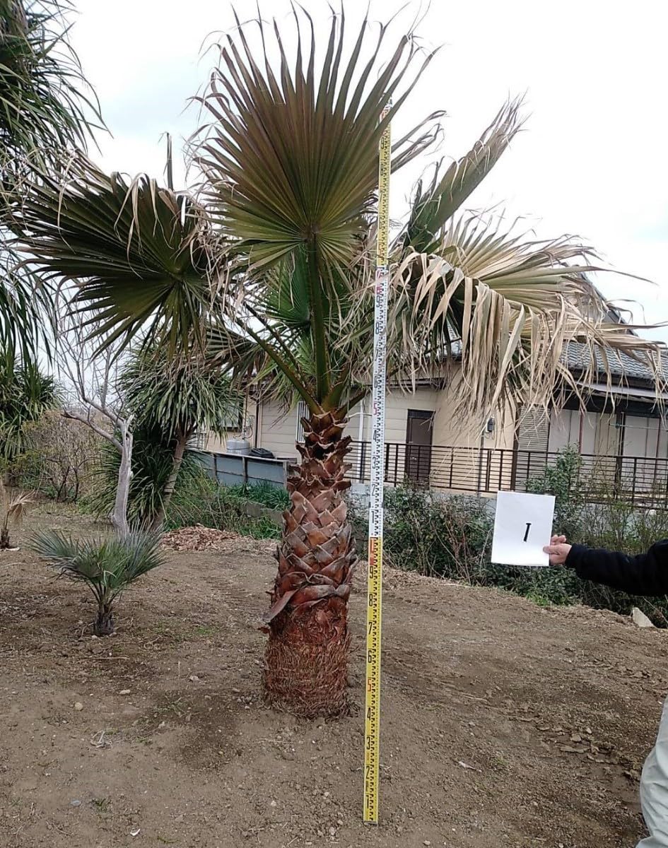 ワシントンヤシ（引き取り限定）