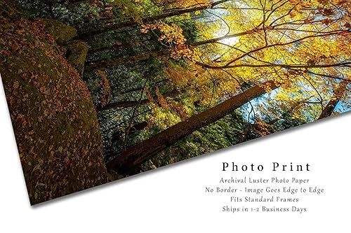 Miniatura 2 de Forest Photography Print (Not Framed) Vertical Picture of Leaves Illuminated by Sunlight on Autumn Day in Great Smoky Mountains Tennessee Tree Wall
