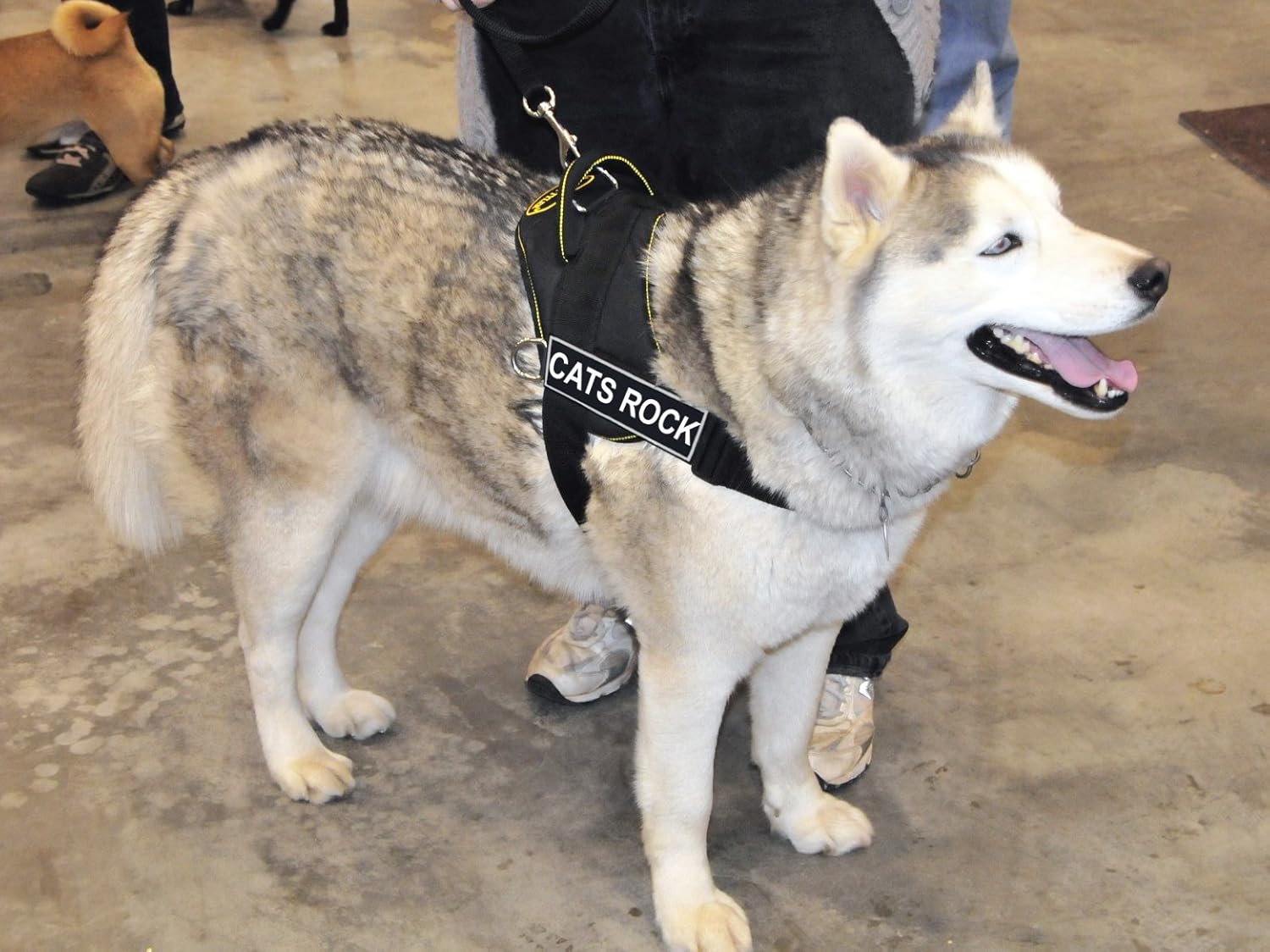Dean & Tyler Dog Harness with Removable Velcro, Yellow Trim, CATS ROCK, XX-Small