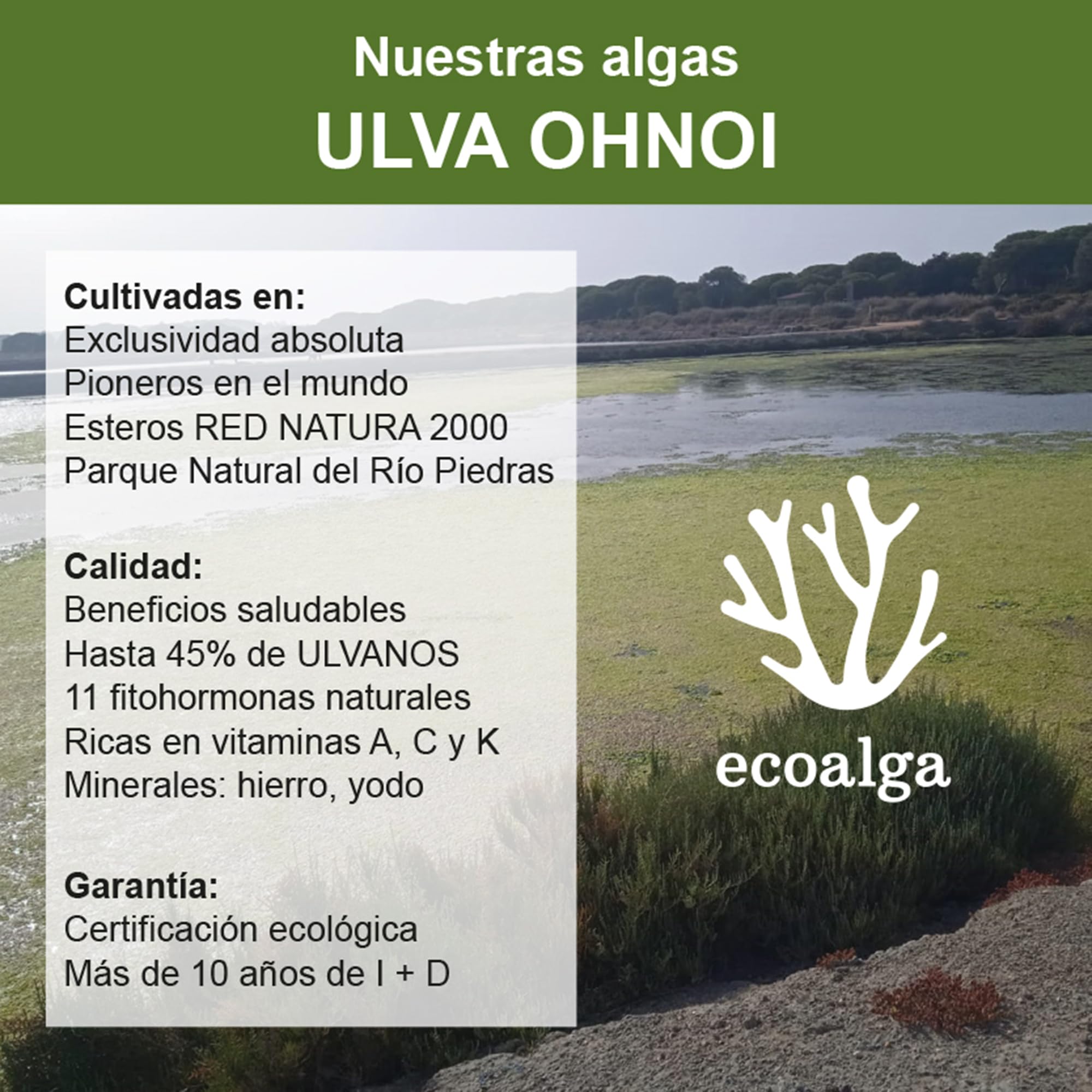 Abono Líquido Fertilizante Alga Ulva Premium Plantas Cultivos 5L. Orgánico y Universal: Huerto, Jardín, Césped, Interior. Rendimiento Todas Fases. Crecimiento, Resistencia, Foliar, Enraizante