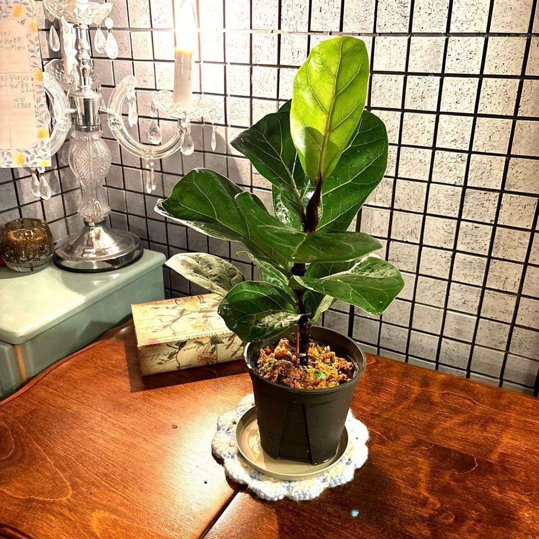Amazon｜フィカス リラータ カシワバゴムの木 観葉植物 抜き苗｜観葉