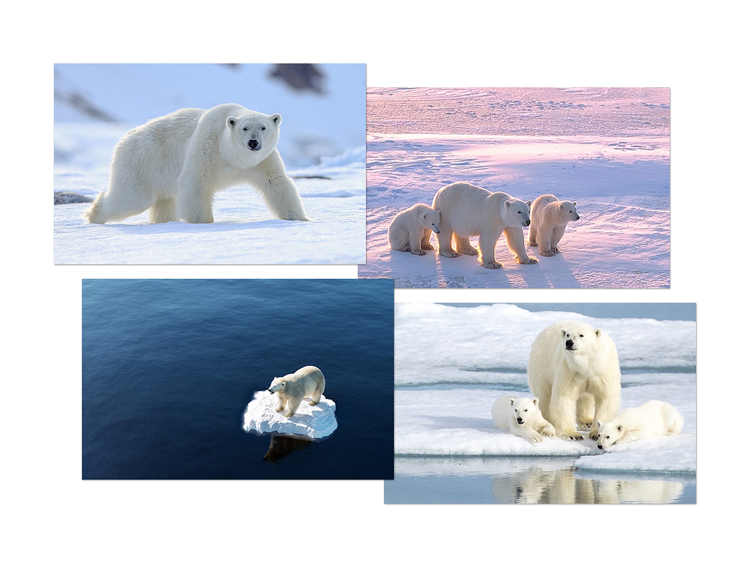 DV DESIGN Set of 4 Polar Bear White Ballpoint Pens - Image 2