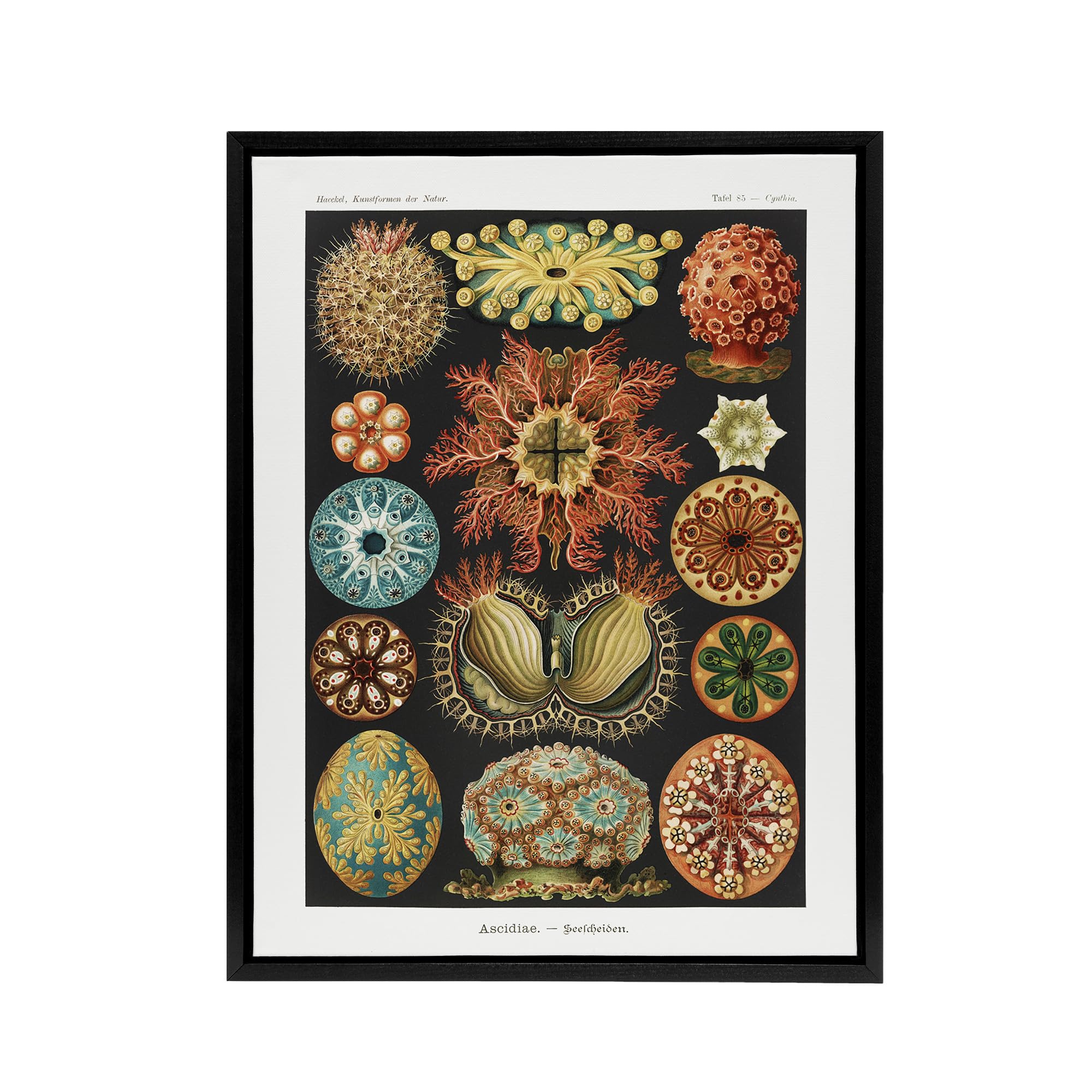 Artery8 Ascidiae Colourful Marine Life Black Framed Canvas Wall Art 12X16 Artwork By Haeckel : Colourful Sea Life Artwork Perfect For Hallway Or Bedroom Adding Vibrant Pattern And Natural Elegance