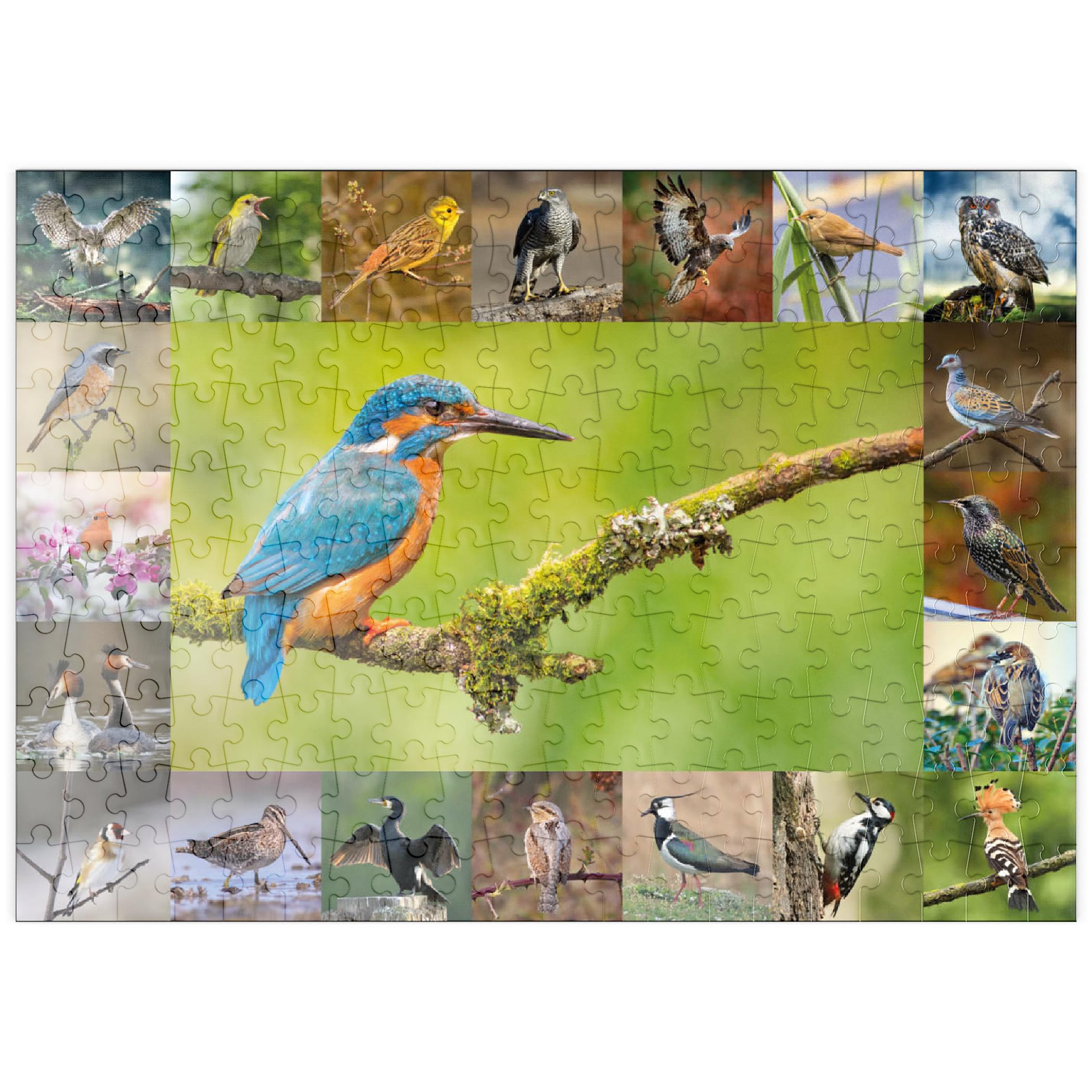 MyPuzzle Uccelli Dell'anno - Collage N.8 Soggetto Principale
