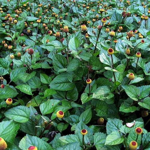 Miniatura 5 de Bulls Eye Toothache Plant Seeds (Spilanthes acmella) Cápsula de semillas congeladas de 40 semillas, planta semillas ahora + almacenamiento de