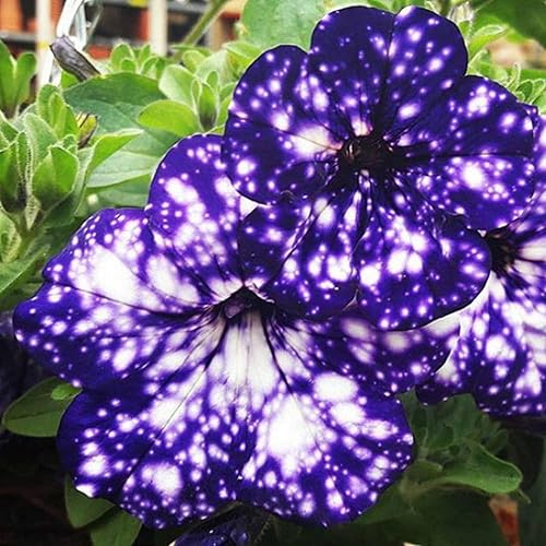 Semillas de petunia de cielo nocturno raro, más de 500 semillas de flores de petunia de onda enana para plantar semillas de herencia sin OMG disponible en Yaxa Costa Rica