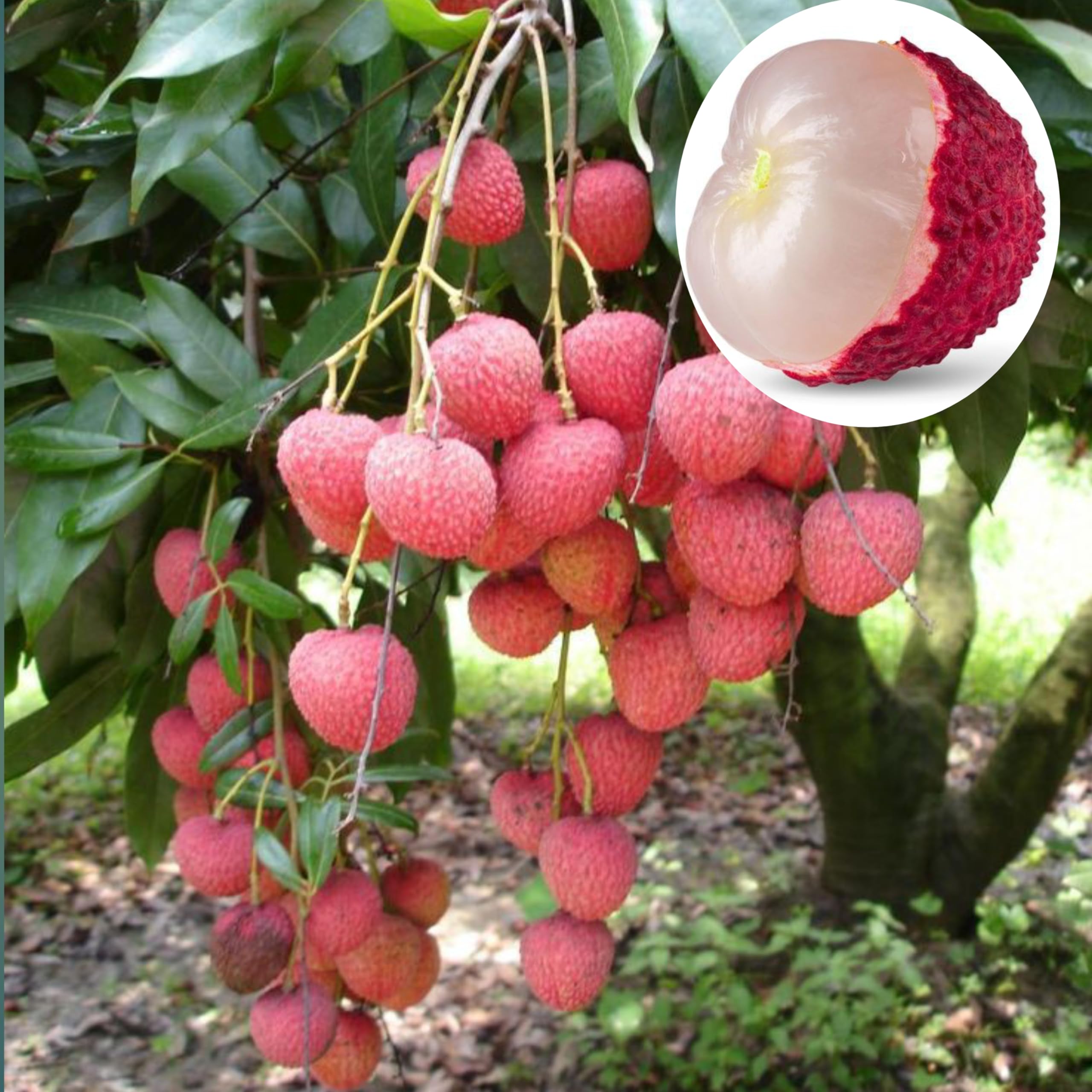 See full amazon price history chart for Dejestqoo Combo 2 "Late Seedless Litchi "Grafted Hybrid - Healthy Live Super Yielding Early Fruting Late Seedless Litchi Fruit Plant -.5 Ft Height Live Plant For Home Garden Dejestqoo Combo 2 "Late Seedless Litchi "Grafted Hybrid - Healthy Live Super Yielding Early Fruting Late Seedless Litchi Fruit Plant -.5 Ft Height Live Plant For Home Garden (B0CH8MC1V8) Amazon Price History, Amazon Price Tracker