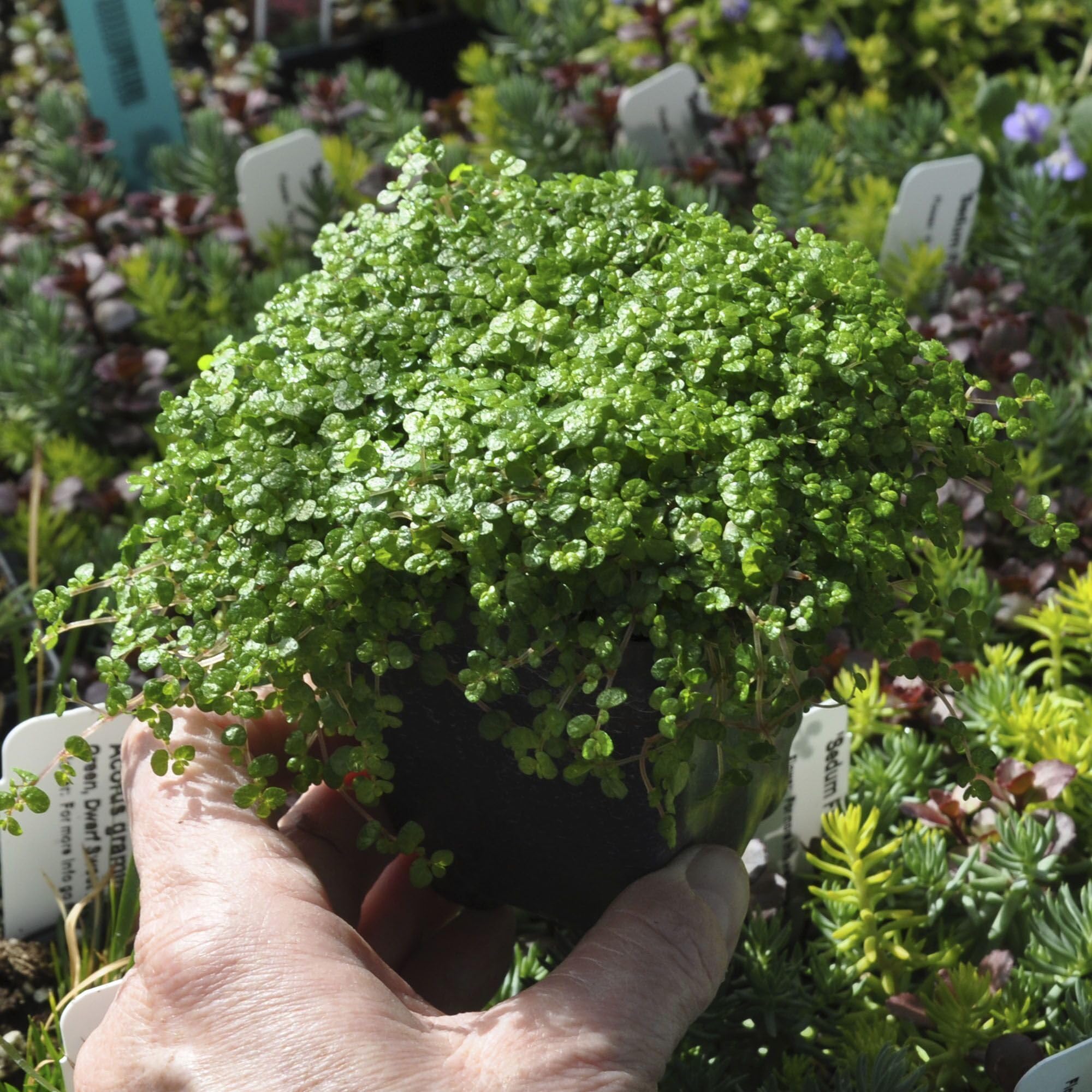 Amazon.com : Soleirolia soleirolii, Baby Tears, Angel's Tears, Mother of  Thousands, Peace in the Home, Ground Cover/Terrarium Plant, Dainty Leaves  and Tiny White Flowers, Container Size: 3" (2.6x3.5) : Flowering Plants :