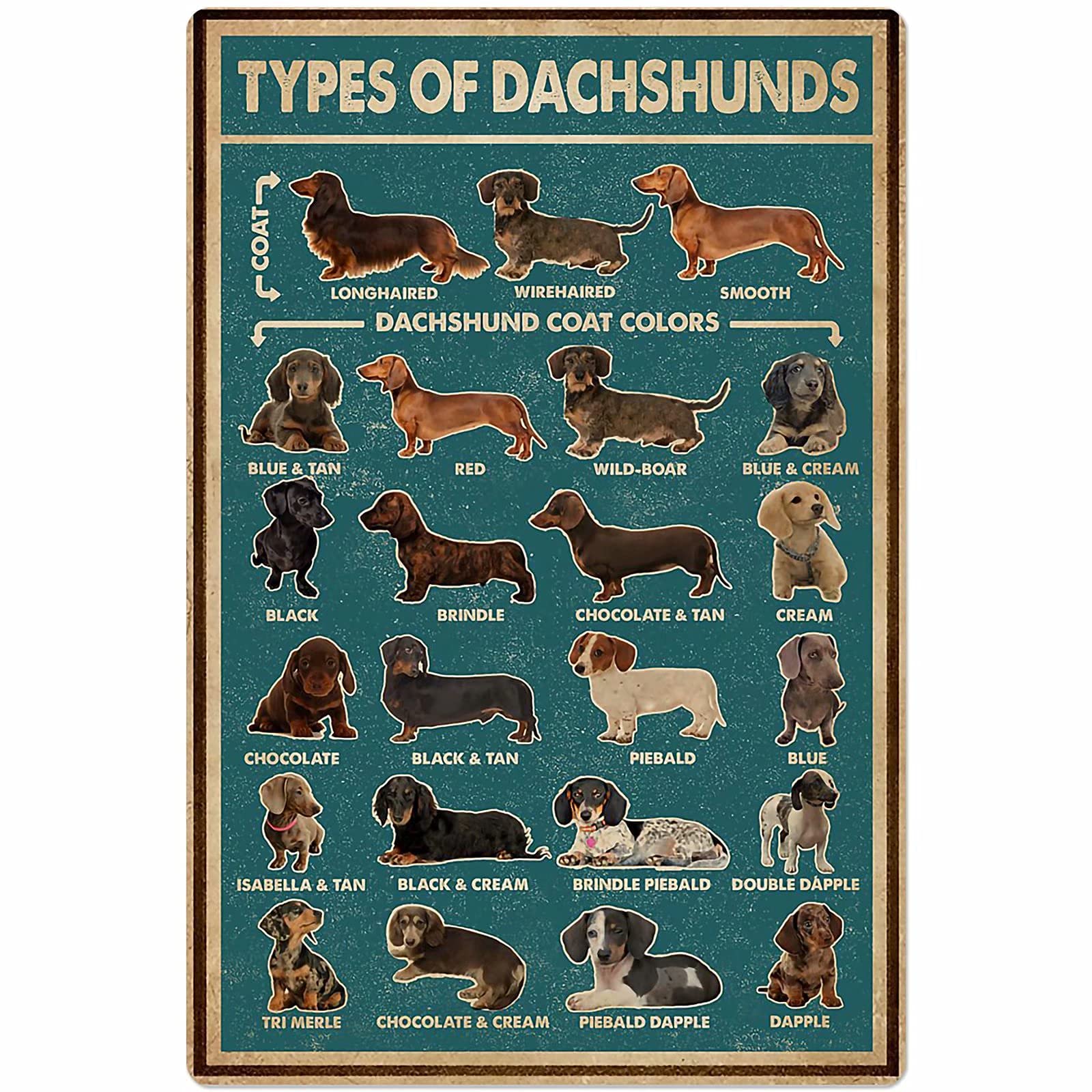 Types Of Dachshunds Posters Wall Decor Animal Lovers Knowledge Metal Signs Home Decor Room Decor Chart Club Printing Plaque 8x6 Inches