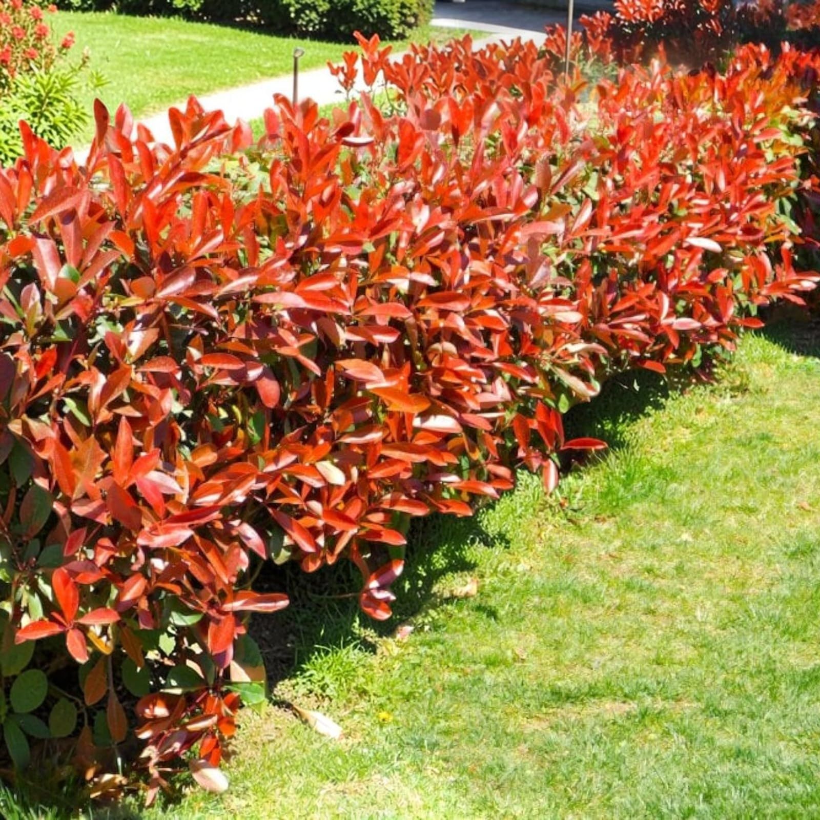 Carbeth Plants 2 x Photinia Red Robin in 9cm Pots