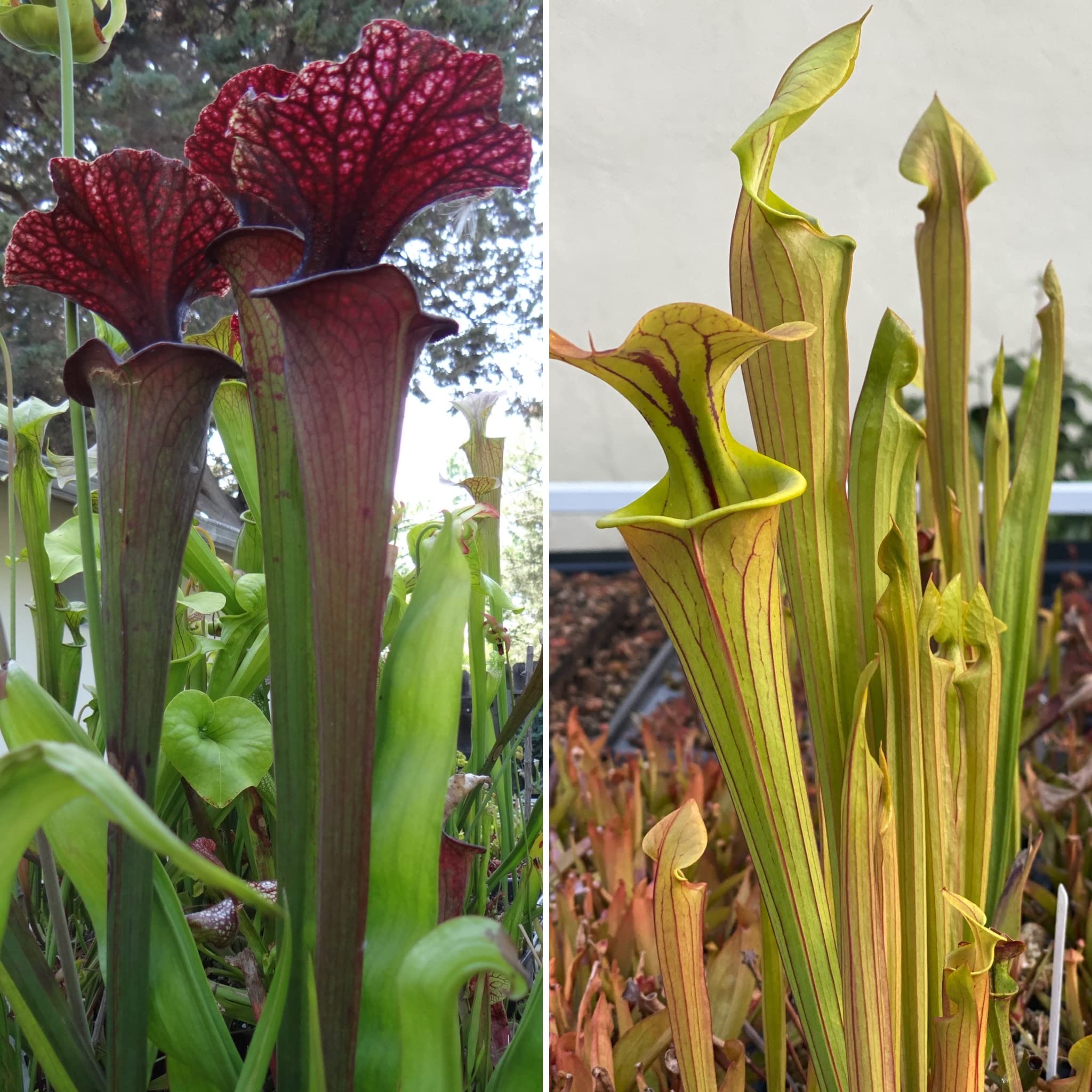 Savage Gardeners Huge Carnivorous Pitcher Plant Sarracenia