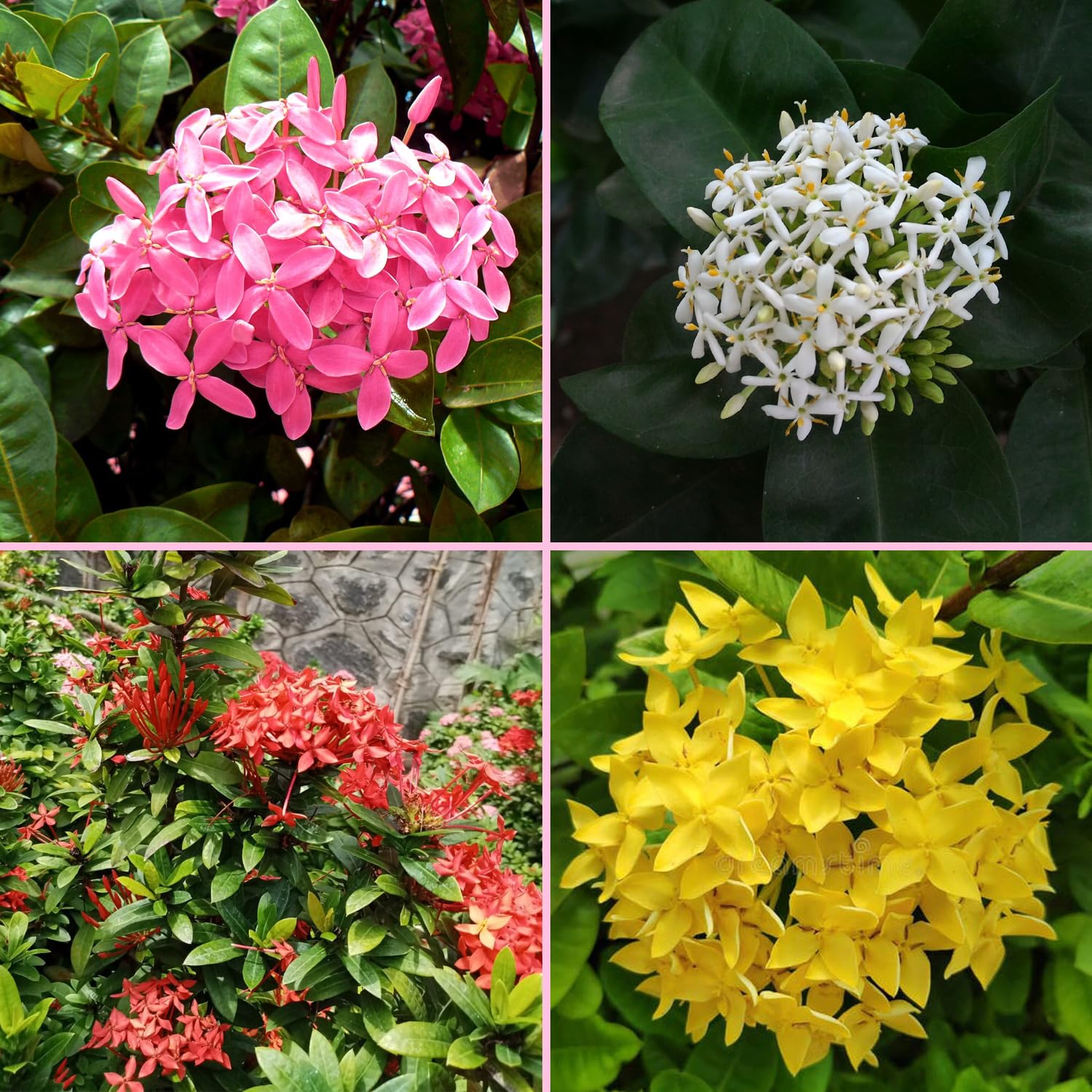 Rangan/Mini Ixora Plant Combo Pack Live 4 Colour Variety Ixora Plant Red, Pink, White, Yellow Upto 1.5 ft Height Mature Plant Grown from Cuttings Pack of 4 (B0D5TZB81M) Amazon Price History, Amazon Price Tracker