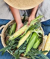 Vista 4 de Semillas de Maíz Dulce Peaches & Cream Burpee, 200 semillas