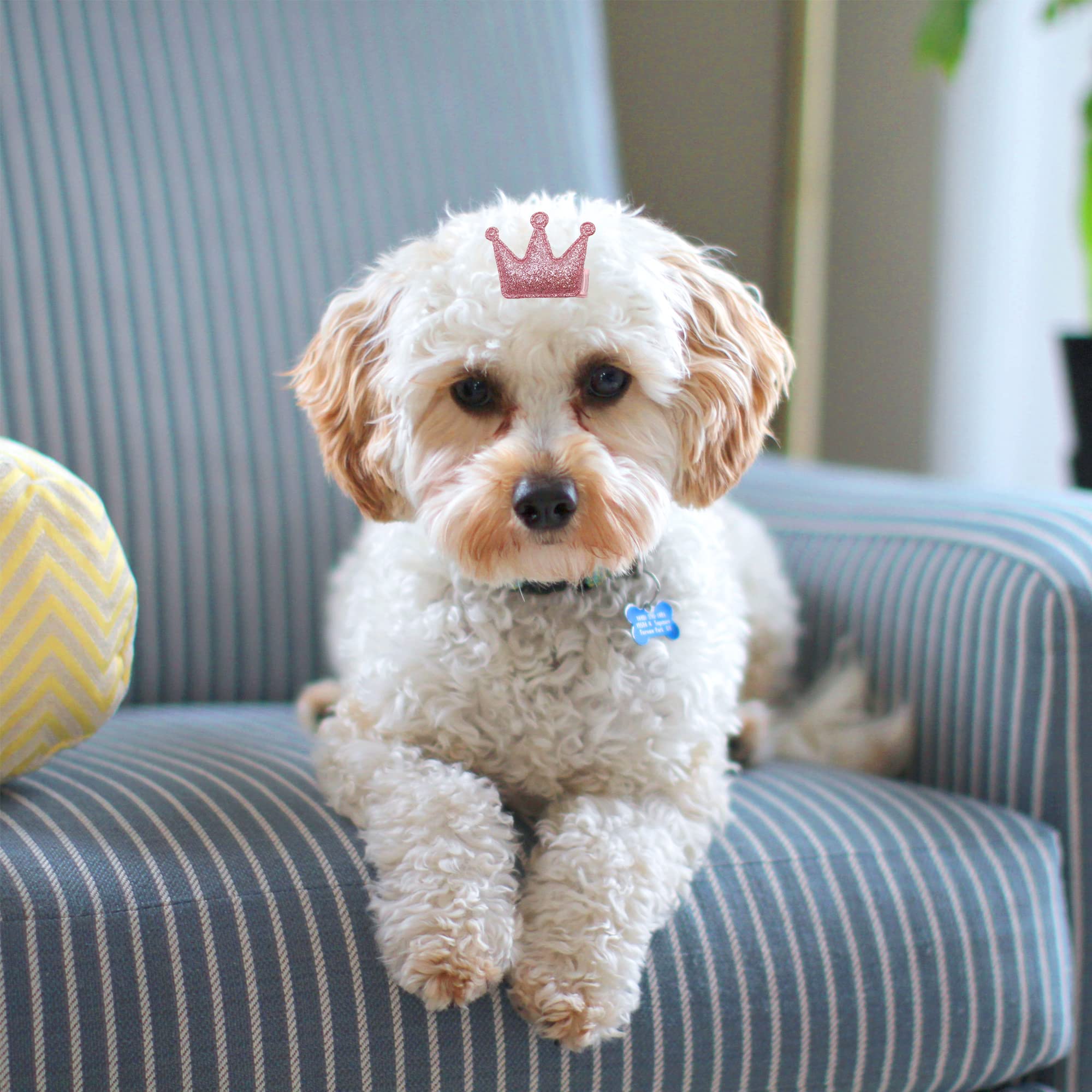 5 Stuks Hondenhaaraccessoires - Schattige Haarspelden & Strikken Voor Honden En Katten Met Lang Haar