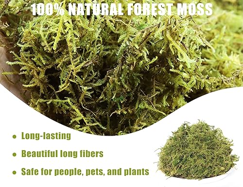 Miniatura 3 de O-FarFarm Musgo de bosque seco para plantas de 16 onzas  9 cuartos de galón, musgo esfagno de orquídea verde, musgo seco de fibra larga para