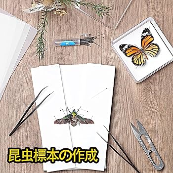 クマムシ標本セット フジコン 標本LABO かんたん昆虫標本セット(1~2匹用) 昆虫 標本