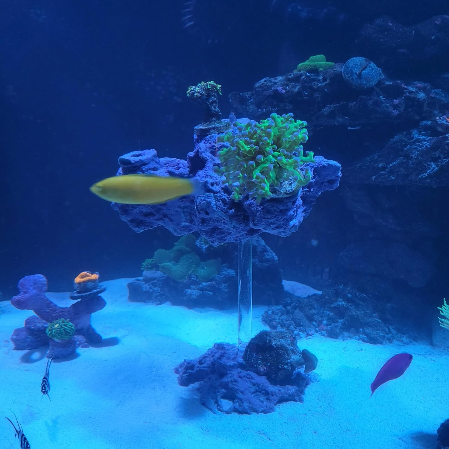 Ocean Aquaria SANDBED 7 Hole Floating Look Frag Rack/Rock Island for Live Coral Plug Ons