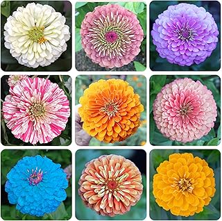 1200 Mixed Zinnia Dahlia Seeds for Outdoor Planting – Flower Seeds Large...