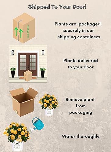 Miniatura 7 de Arbusto Suñorita Proven Winners Rose de 2 galones