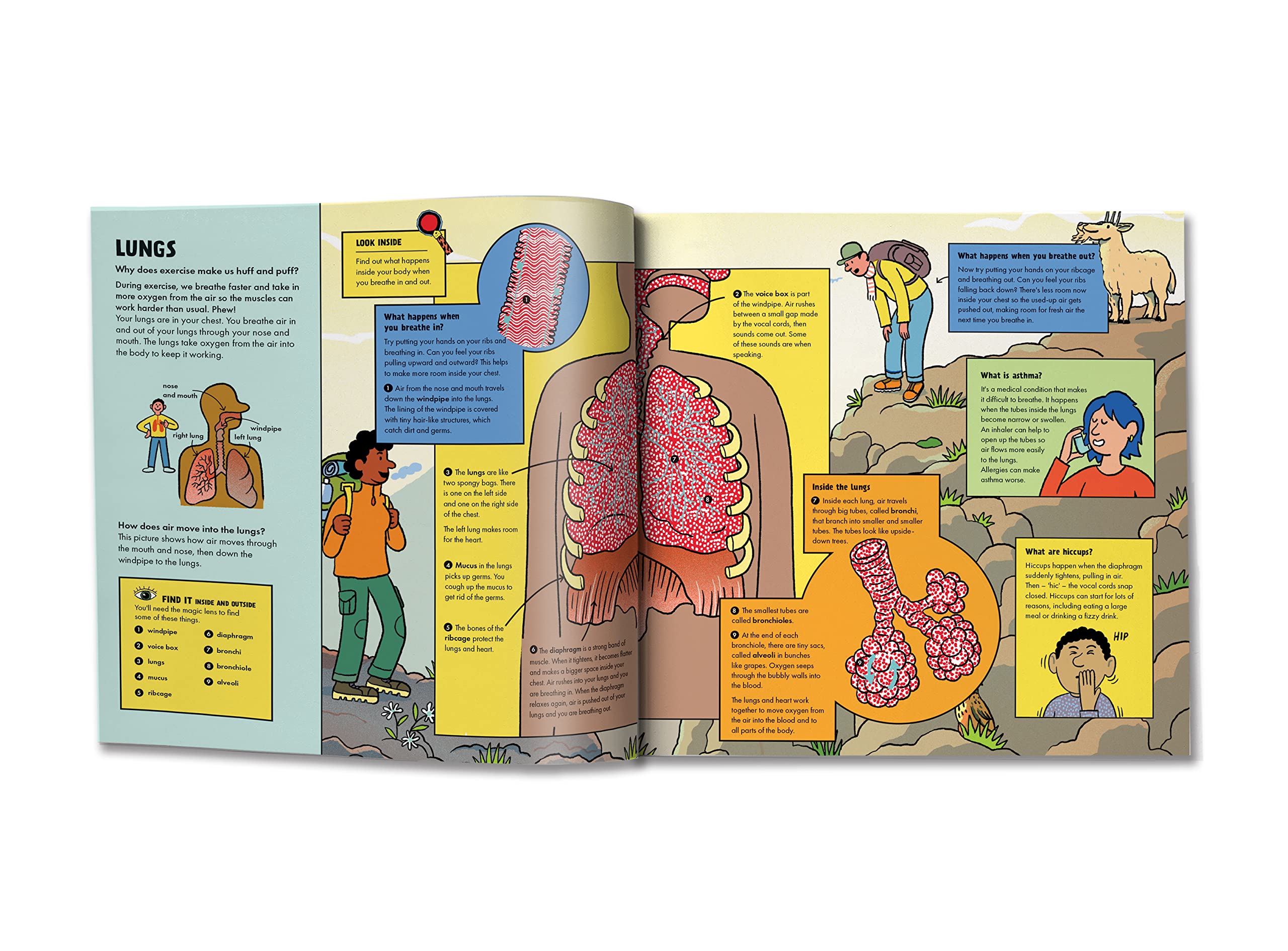 Marvelous Body: See Inside Bodies with a Magic Lens (Marvelous Magic Lens) 4