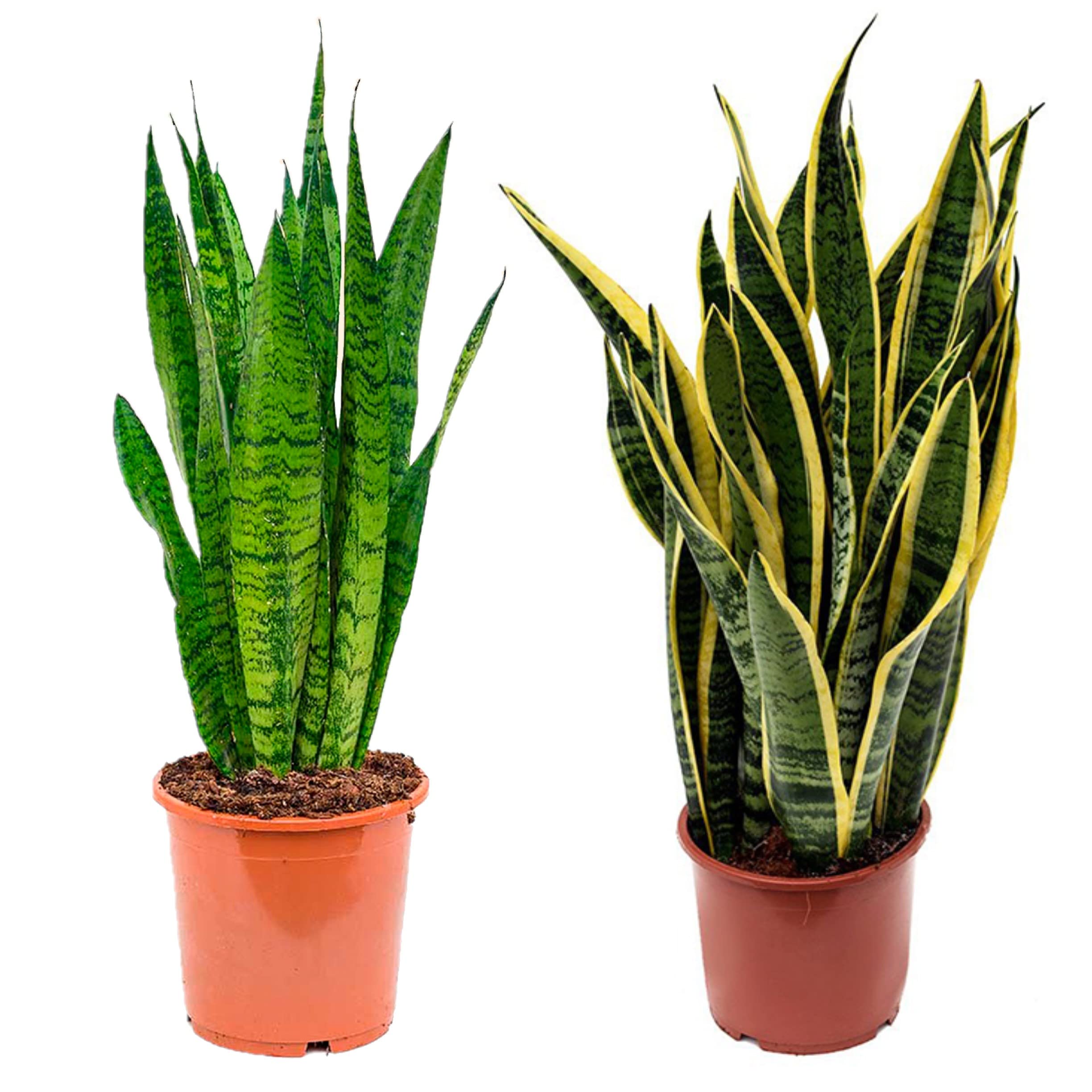 Sanseviera LAURENTI - Lengua de suegra Y Lengua de tigre - Planta natural para casa u oficina - Planta de interior de decoración (Pack 2 Lenguas de Suegra) SP21 — view 3