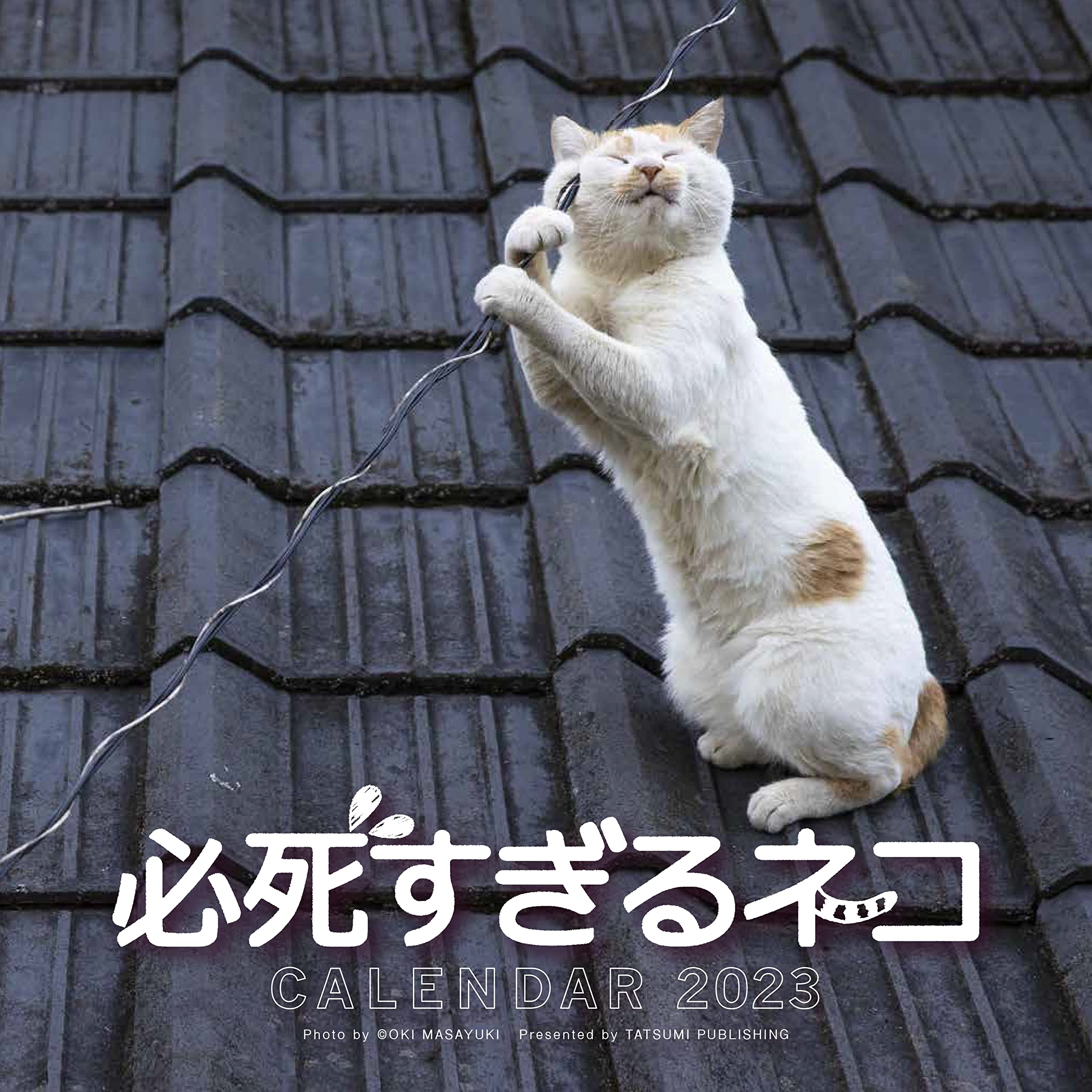 23必死すぎるネコ カレンダー カレンダー 沖 昌之 本 通販 Amazon