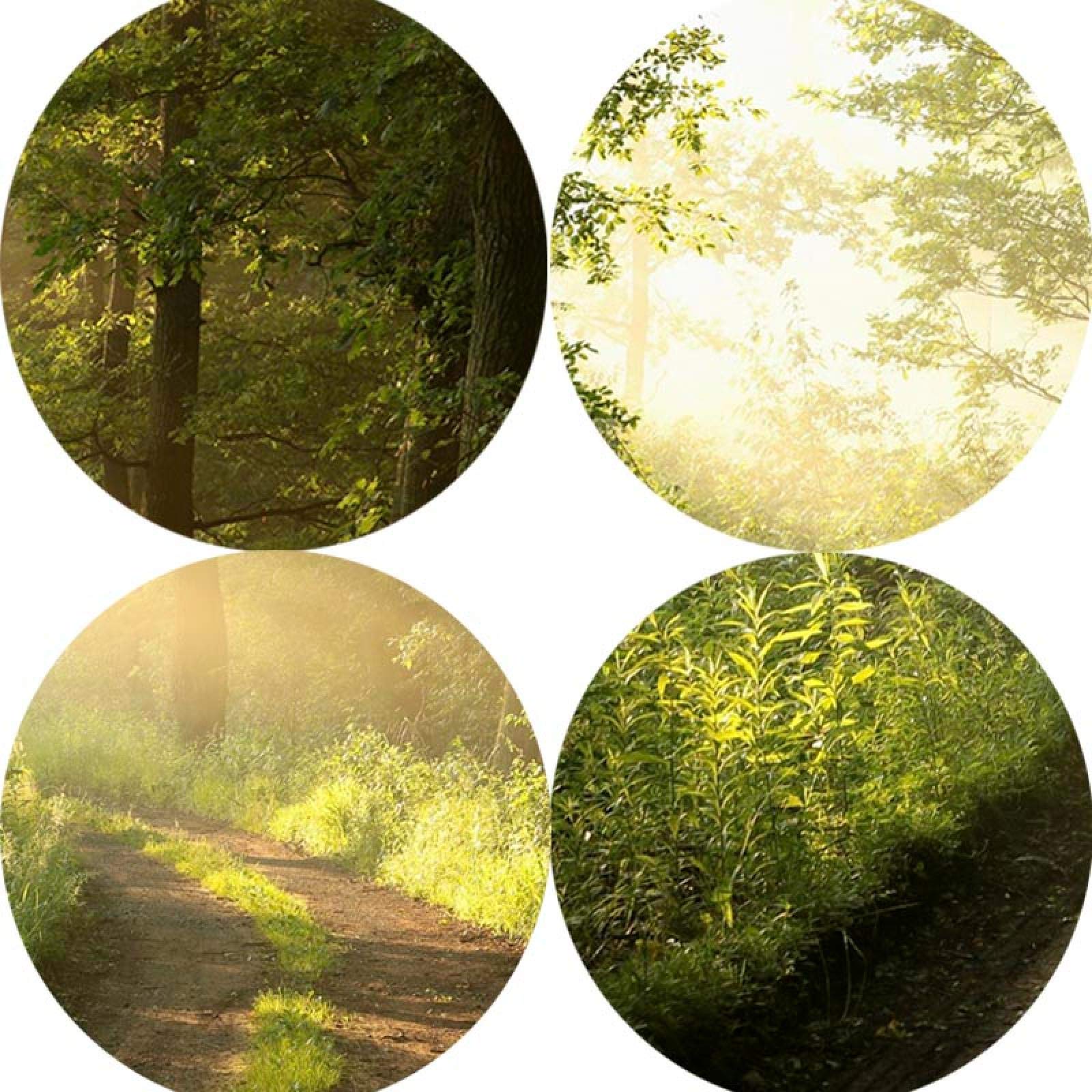 XIANGPEIFBH Dipinto su tela Paesaggio Verde Natura Foresta Alberi Immagini di arte della parete per soggiorno Decorazioni per la casa Poster e stampe Cornice interna 60x80 cm