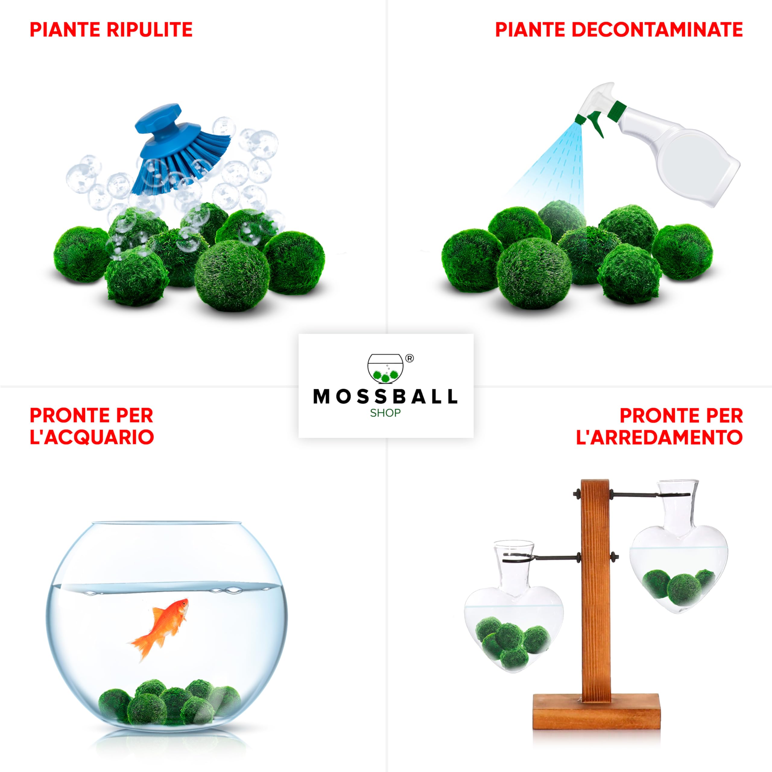 Marimo Alga Viva - 21 - Alga Palla Naturale per Acquario Piante Vere Acquario Acqua Dolce Ecosistema Autosufficiente Marimo Regalo, Moss Ball 2-4 cm per Nano e Grandi Acquari