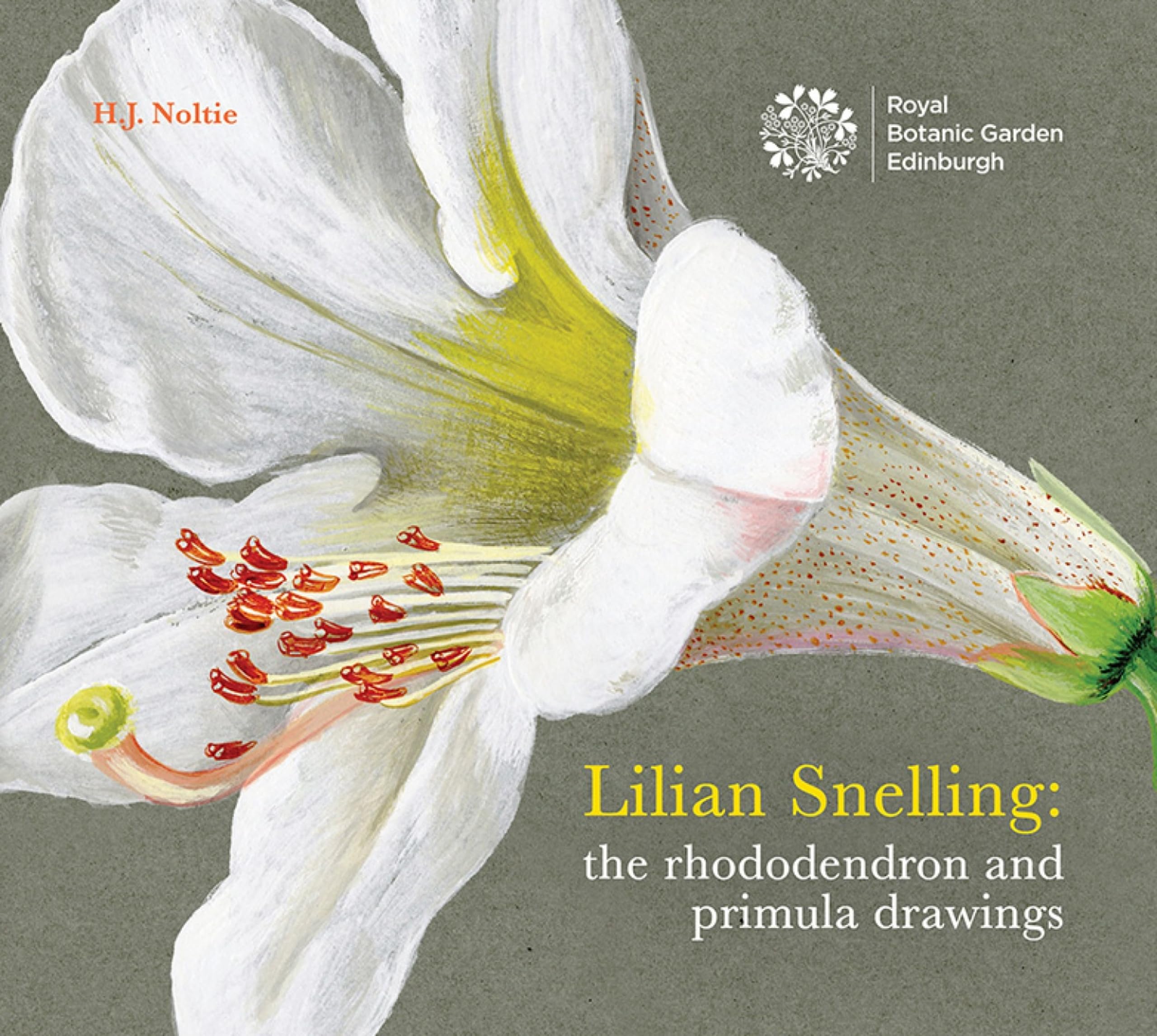 Lillian Snelling : The Rhododendron and Primula Drawings