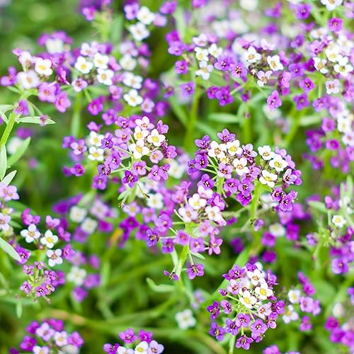 Miniatura 7 de Seed Needs Royal Carpet Alyssum Semillas para plantar, reliquia y sin tratar, tiernas flores perennes para atraer polinizadores a jardines de rocas,