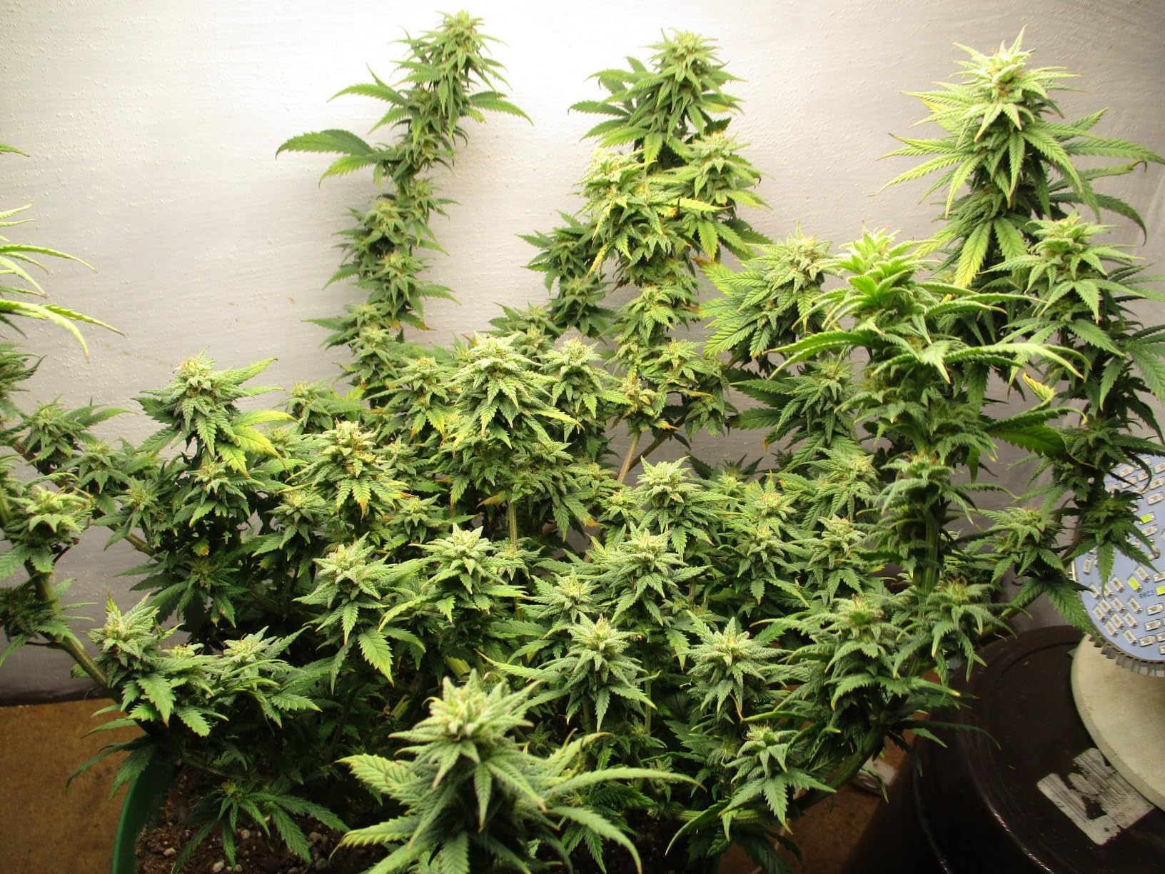 10/mo Finance Fox Farm Fertilizer Soil Trio Liquid Nutrient Tiger