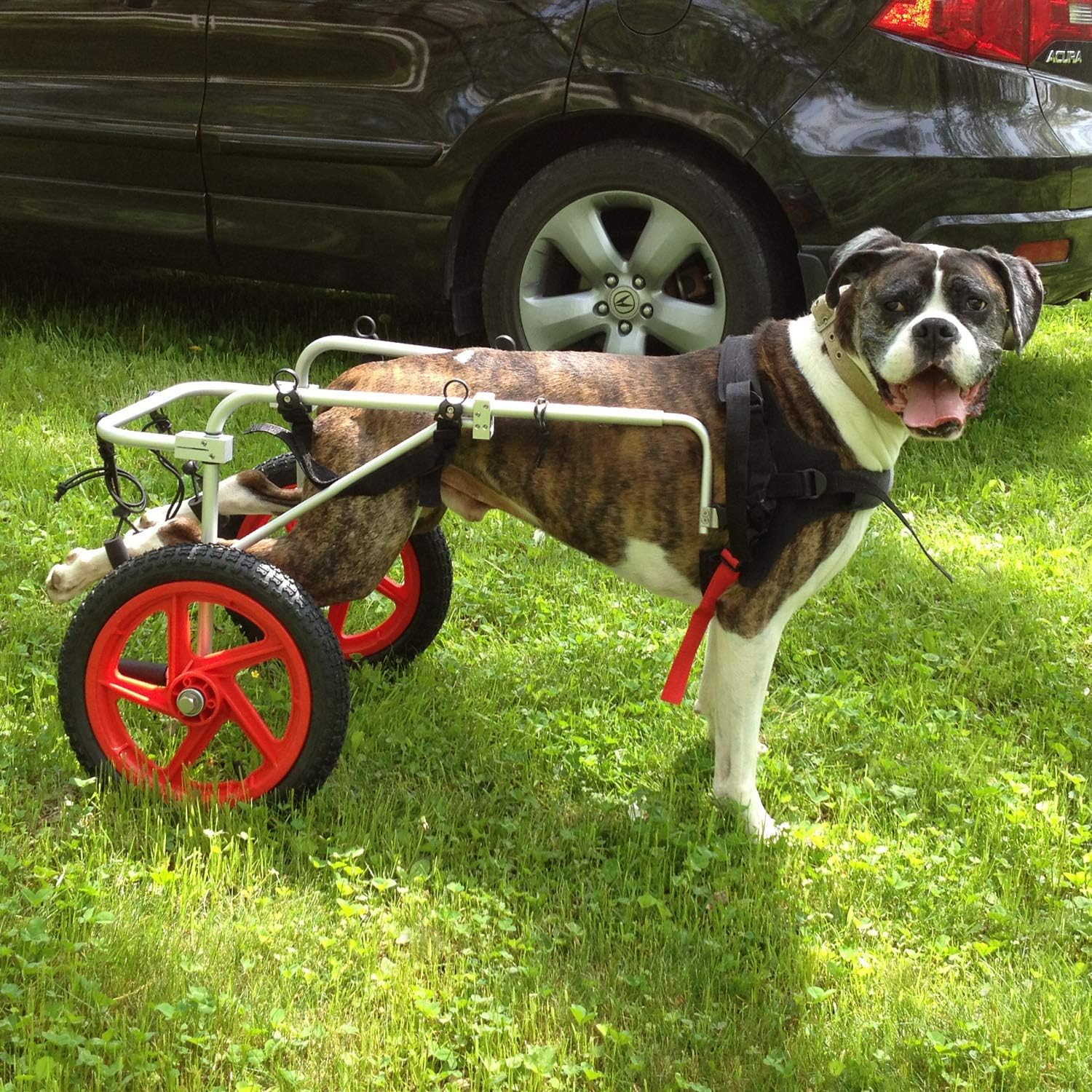 Dog Wheelchair