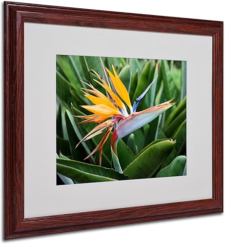 Trademark Fine Art Bird of Paradise por Pierre Leclerc - Lienzo decorativo para pared, marco de madera, 16 x 20 pulgadas