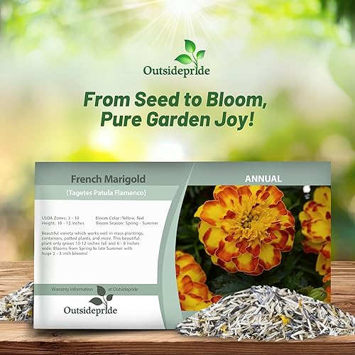 Miniatura 4 de Outsidepride Tagetes Patula - Flores de jardín flamencas de caléndula francesa para macetas, contenedores, cajas de ventana, 250 semillas
