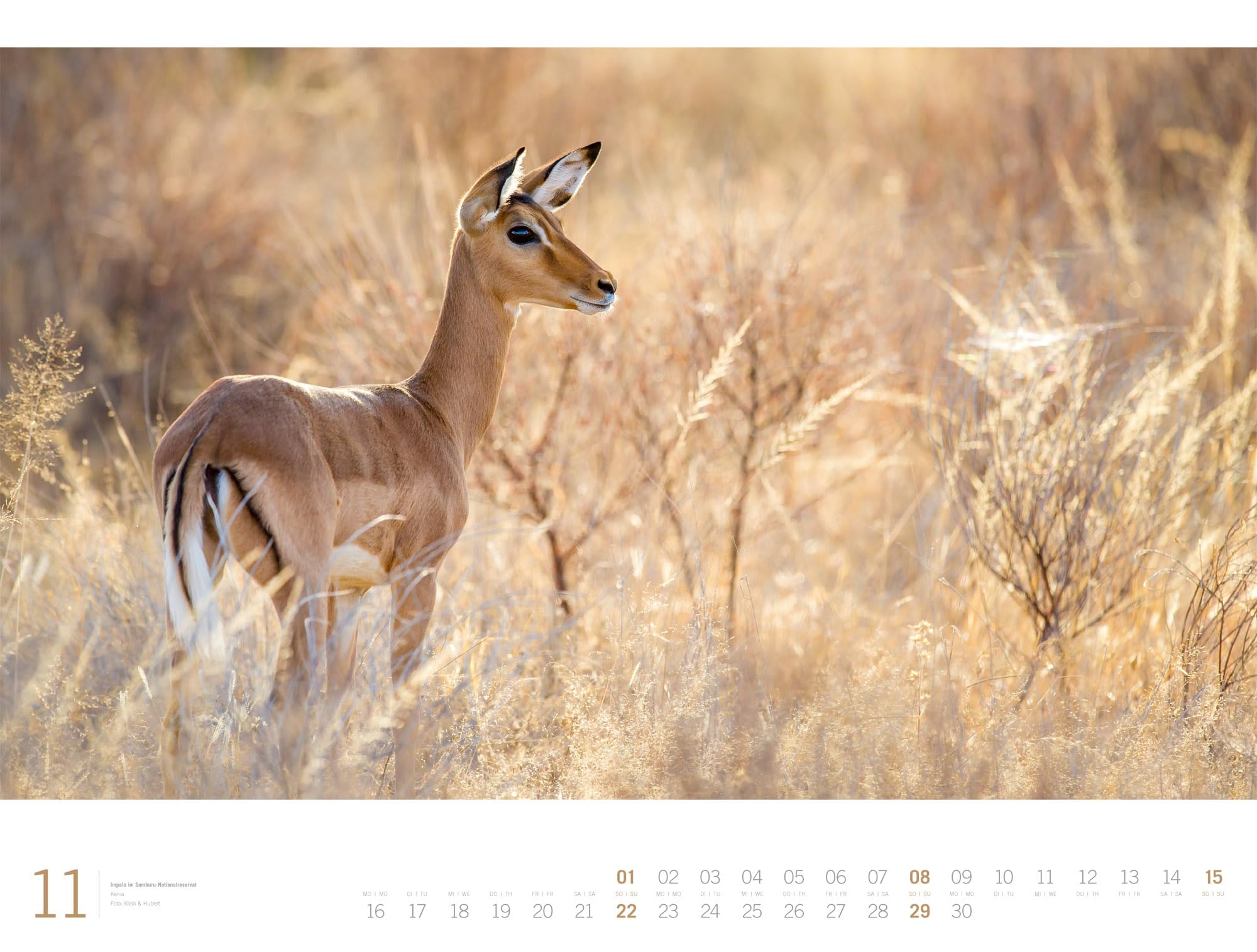Afrika Gallery Kalender 2026: Bildgewaltiger Afrika-Kalender im großen Querformat (66x50 cm) | Tiere und Landschaft im Großformat