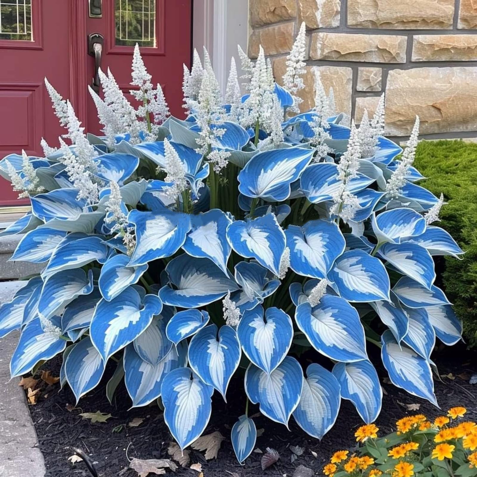 Rare Hosta Bulbs for Planting, Hardy Perennial, Excellent Display, Mix Greening Flower, Natural Organic, Wedding, Balcony Garden-4 Bulbs-E