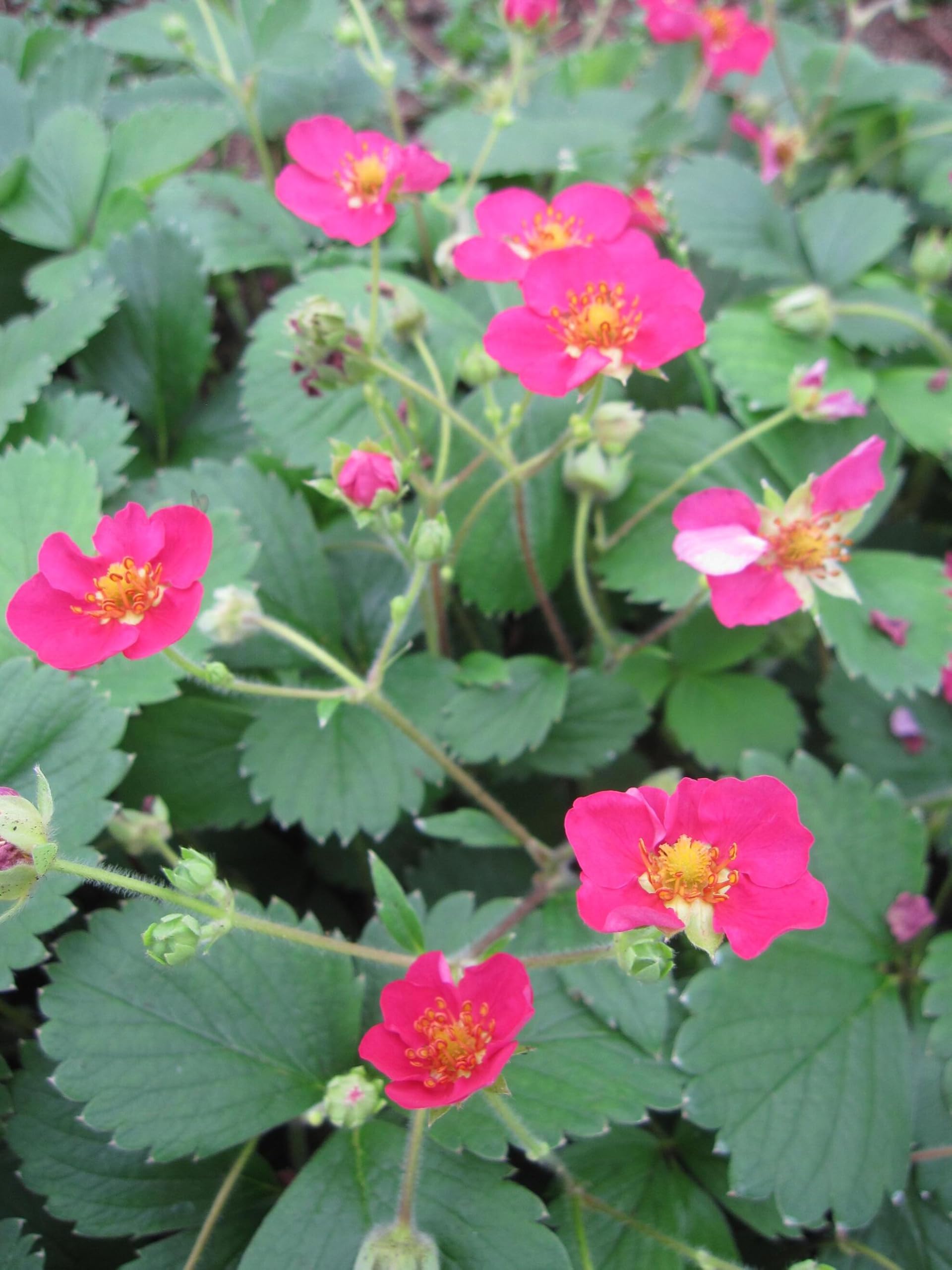 Gartenerdbeere Lipstick - Fragaria ananassa - Kulturerdbeere