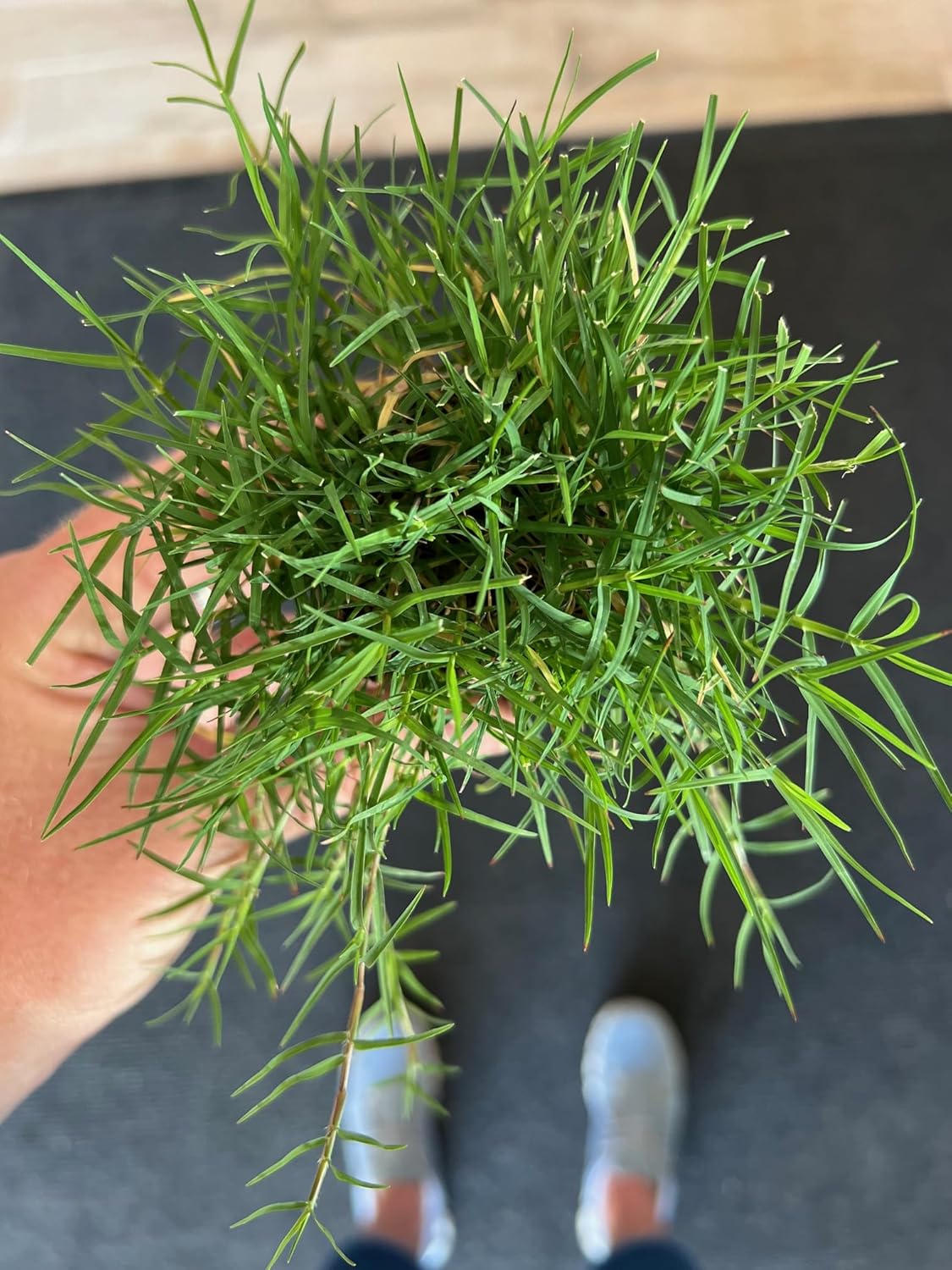 Bermuda Grass Plug Tray | EZ Plug 50 Grass Plugs Per Tray