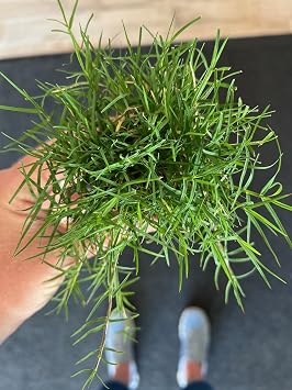 | Bermuda Grass Plugs - 100 Large Plugs, Fast Growing, Low Maintenance, Green