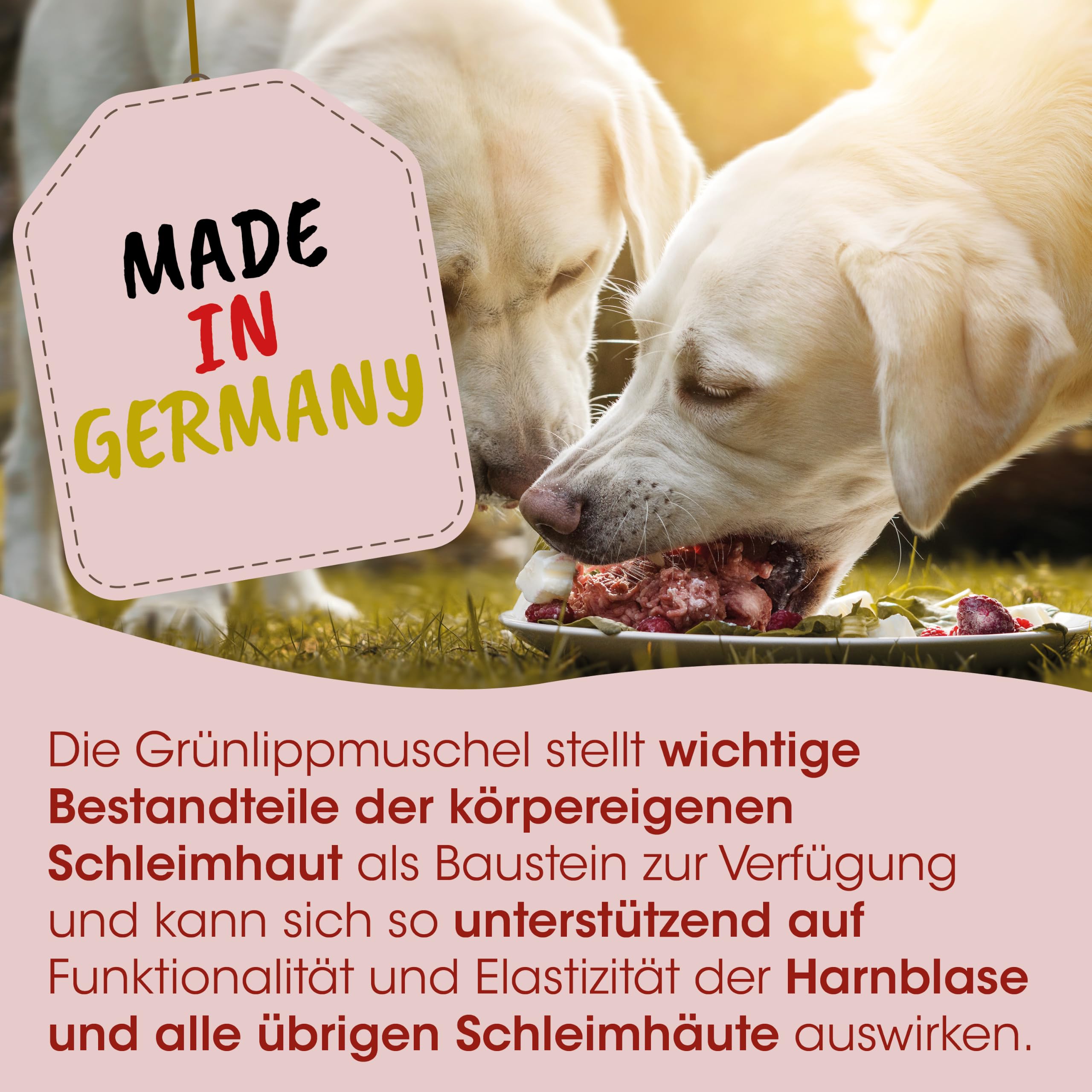 cdVet Naturprodukte Fit-BARF Grünlippmuschel 400 g - Katze & Hund - Schleimhaut - Funktionalität und Elastizität der Harnblase - Vitalität - Stoffwechsel - Haut - Vitamine - Rohfütterung - BARFEN -
