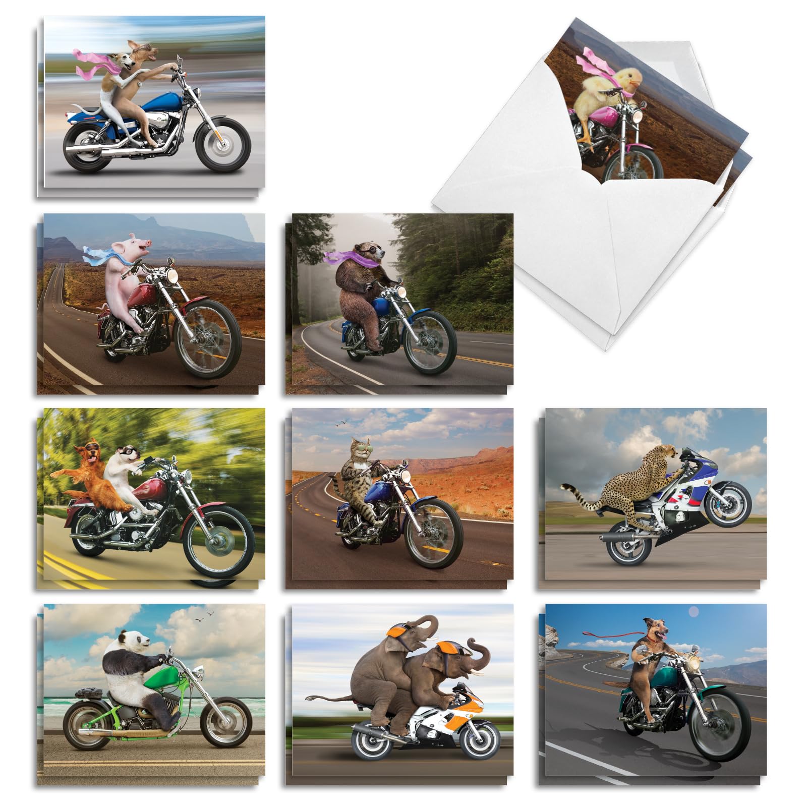 The Best Card Company 20 Assorted Blank Notecards Bulk Box Set 4 x 5.12 w/Envelopes For Men, Women (10x2 Designs) Biker Animals AM8595OCB-B2x10